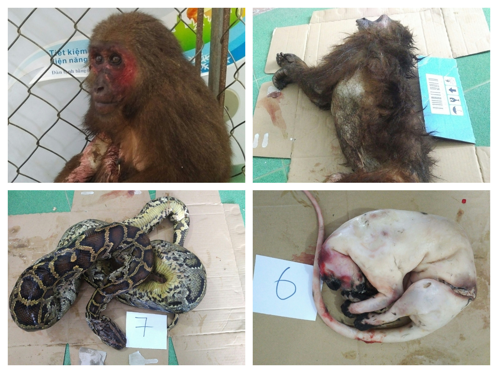 Một số cá thể động vật tại nhà đối tượng Nguyễn Thị Liễu mà lực lượng chức năng phát hiện và thu giữ.  Ảnh: Bảo Nguyên
