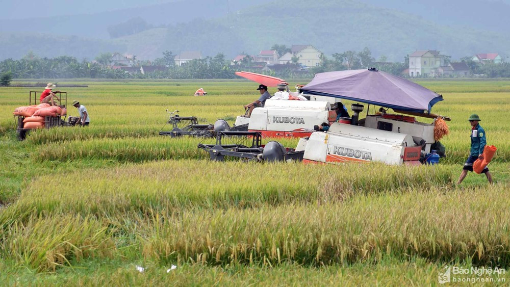 Thu hoạch lúa trên cánh đồng của xã Xuân Thành, huyện Yên Thành. Ảnh: Xuân Hoàng