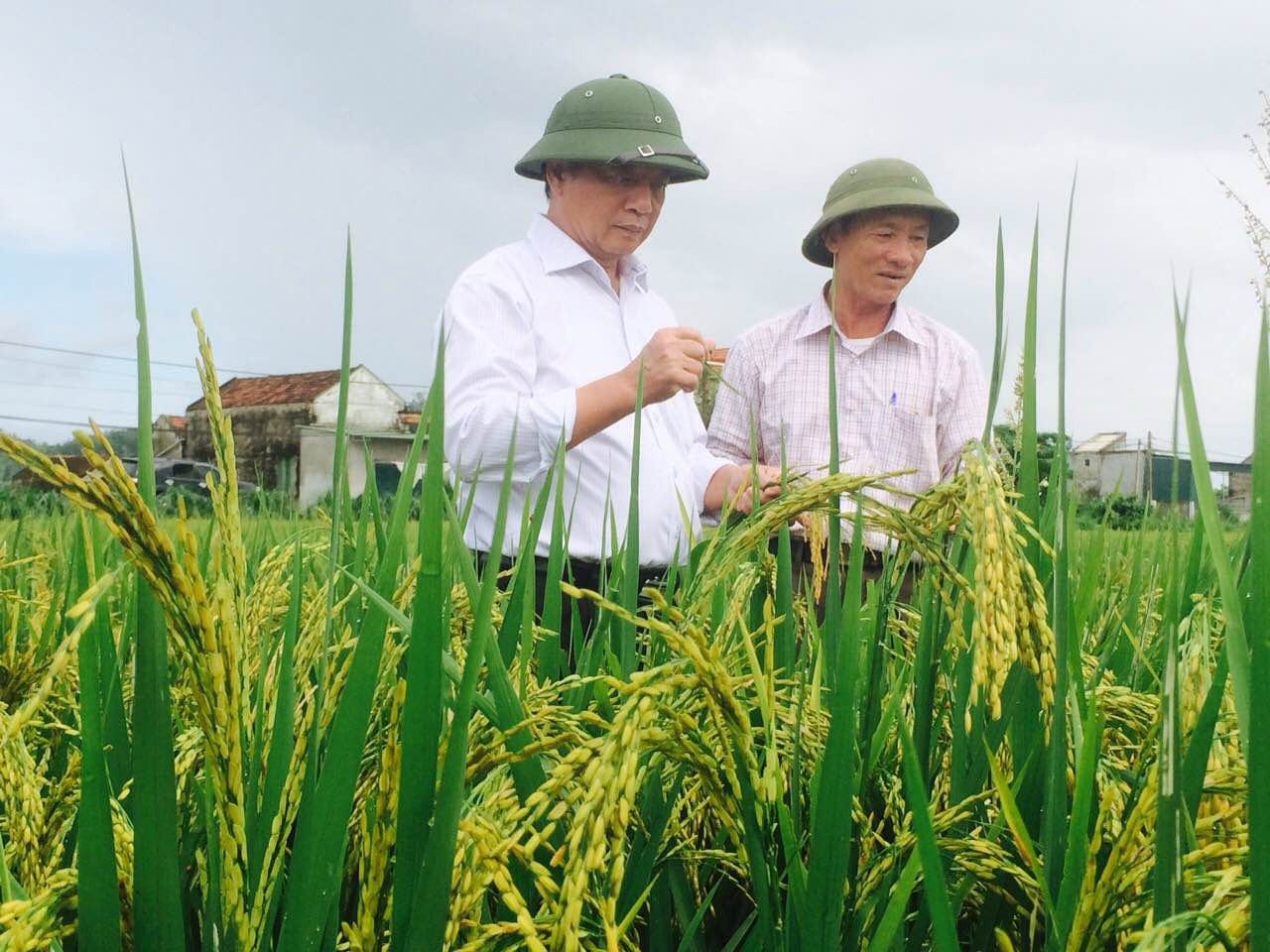 l Ông Phan Văn Hòa (phải) trên cánh đồng lúa thảo dược.