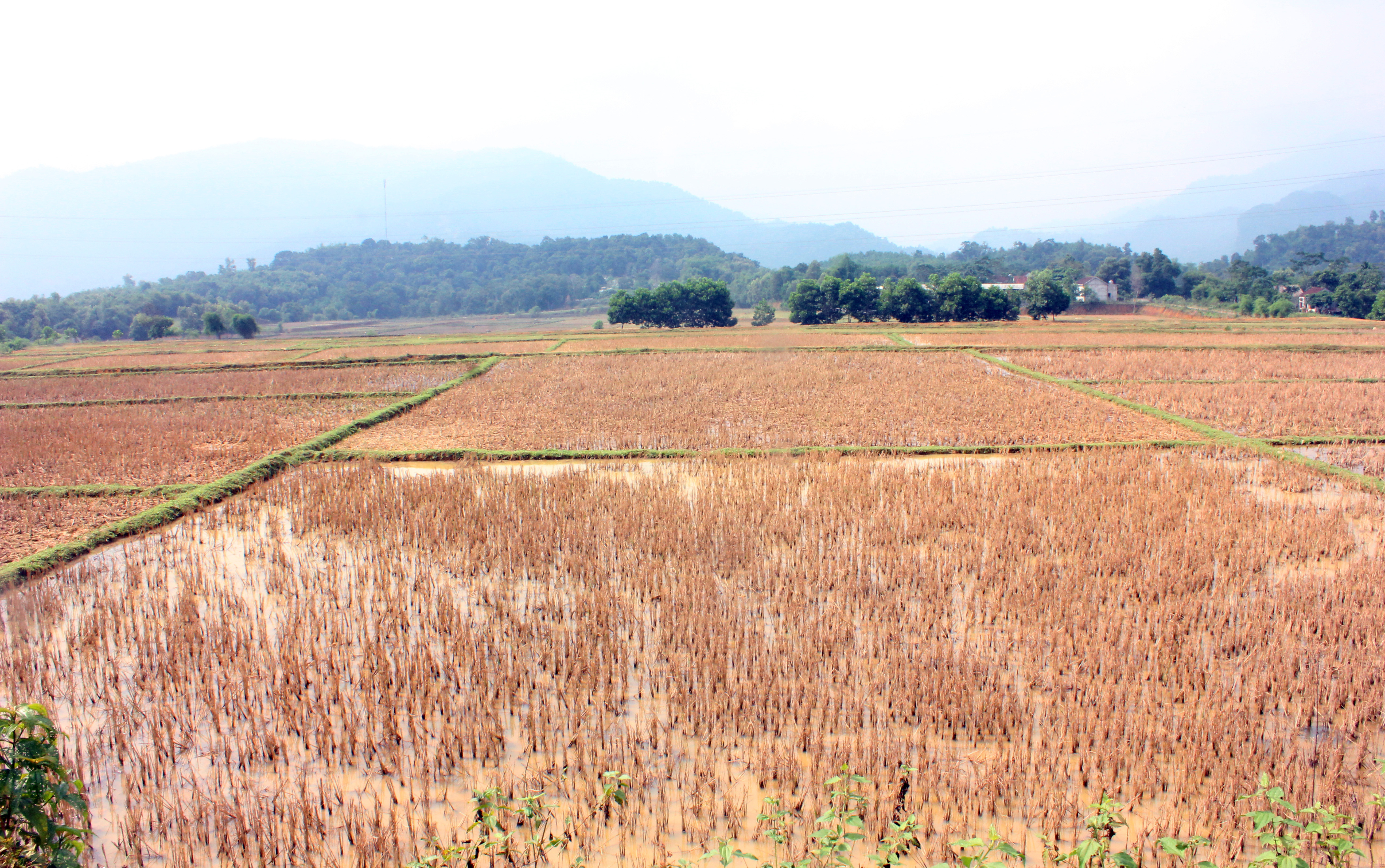 Ruộng đất ở vùng tái định cư của người dân Đan Lai mỗi năm sản xuất 2 vụ lúa. Bên cạnh đó vì không đủ nước để gieo trồng nên bỏ hoang. Ảnh: Tường Vi 