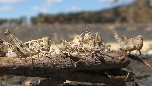 Các đàn châu chấu đã tàn phá hàng nghìn hécta đất canh tác ở Ấn Độ. Nguồn: BBC