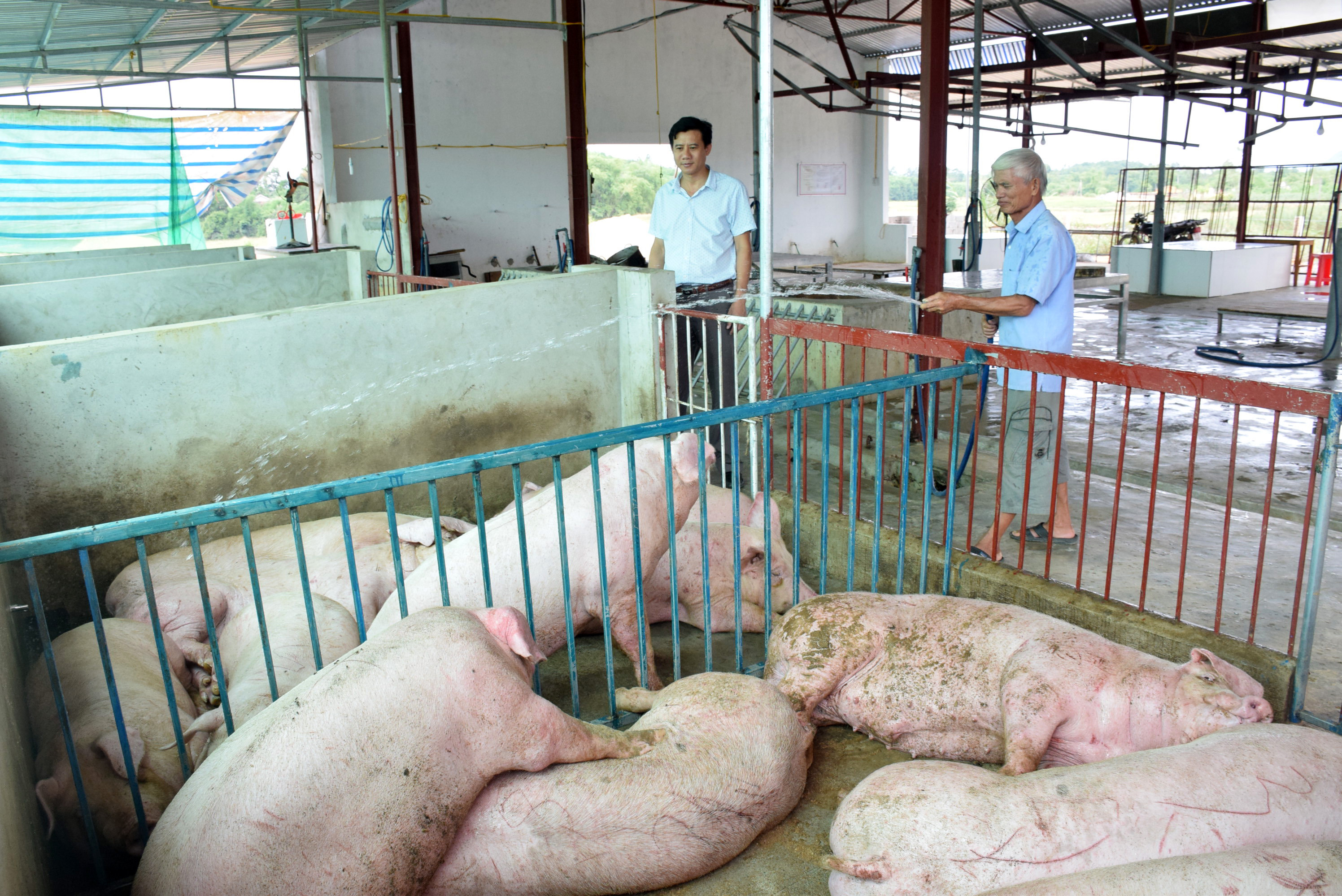 Lợn sạch bệnh được đưa vào lò giết mổ. Ảnh tư liệu: Xuân Hoàng