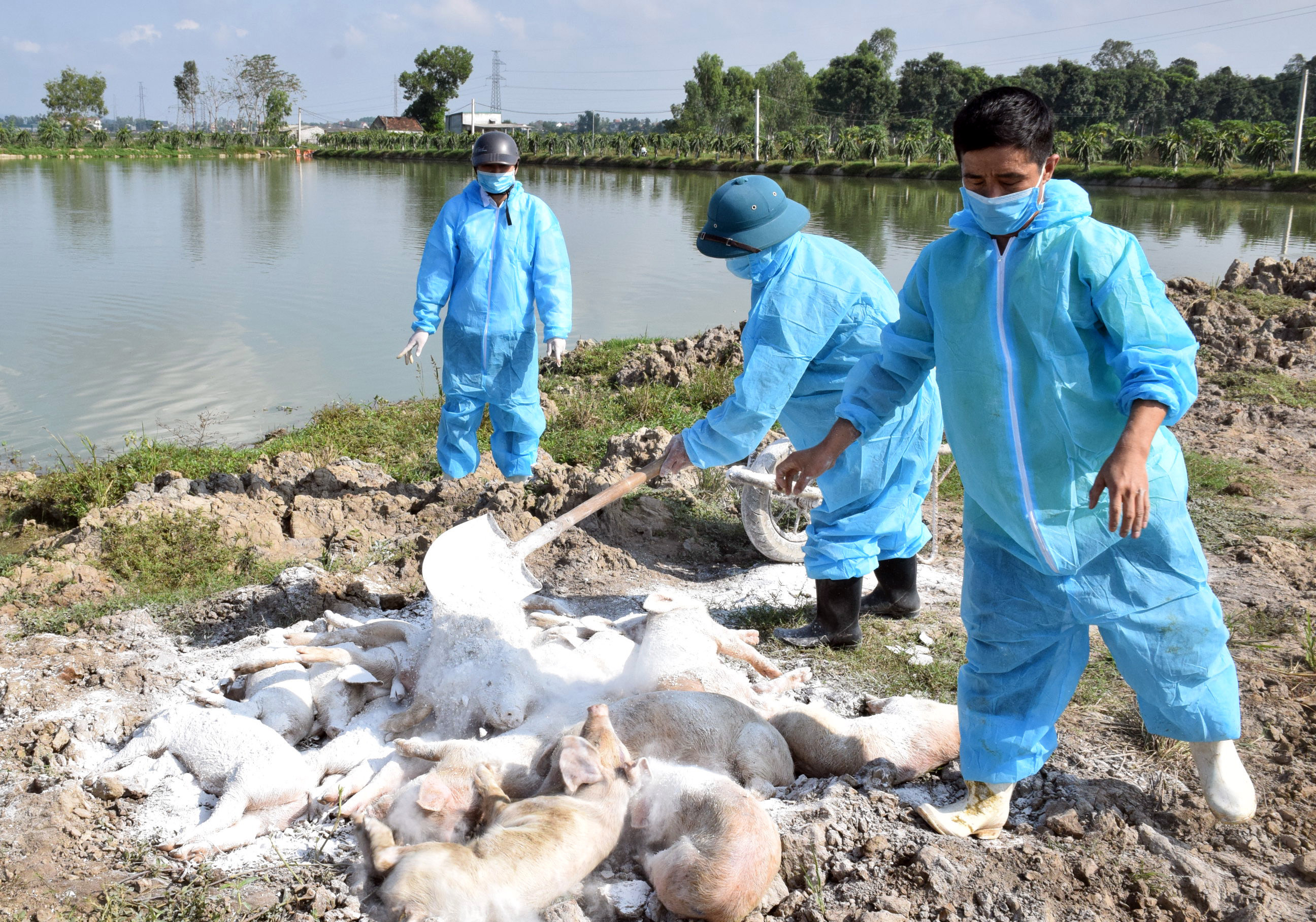 Cơ quan chuyên môn và chính quyền địa phương tiêu hủy đàn lợn của gia đình bà Nguyễn Thị Toan. Ảnh: Xuân Hoàng