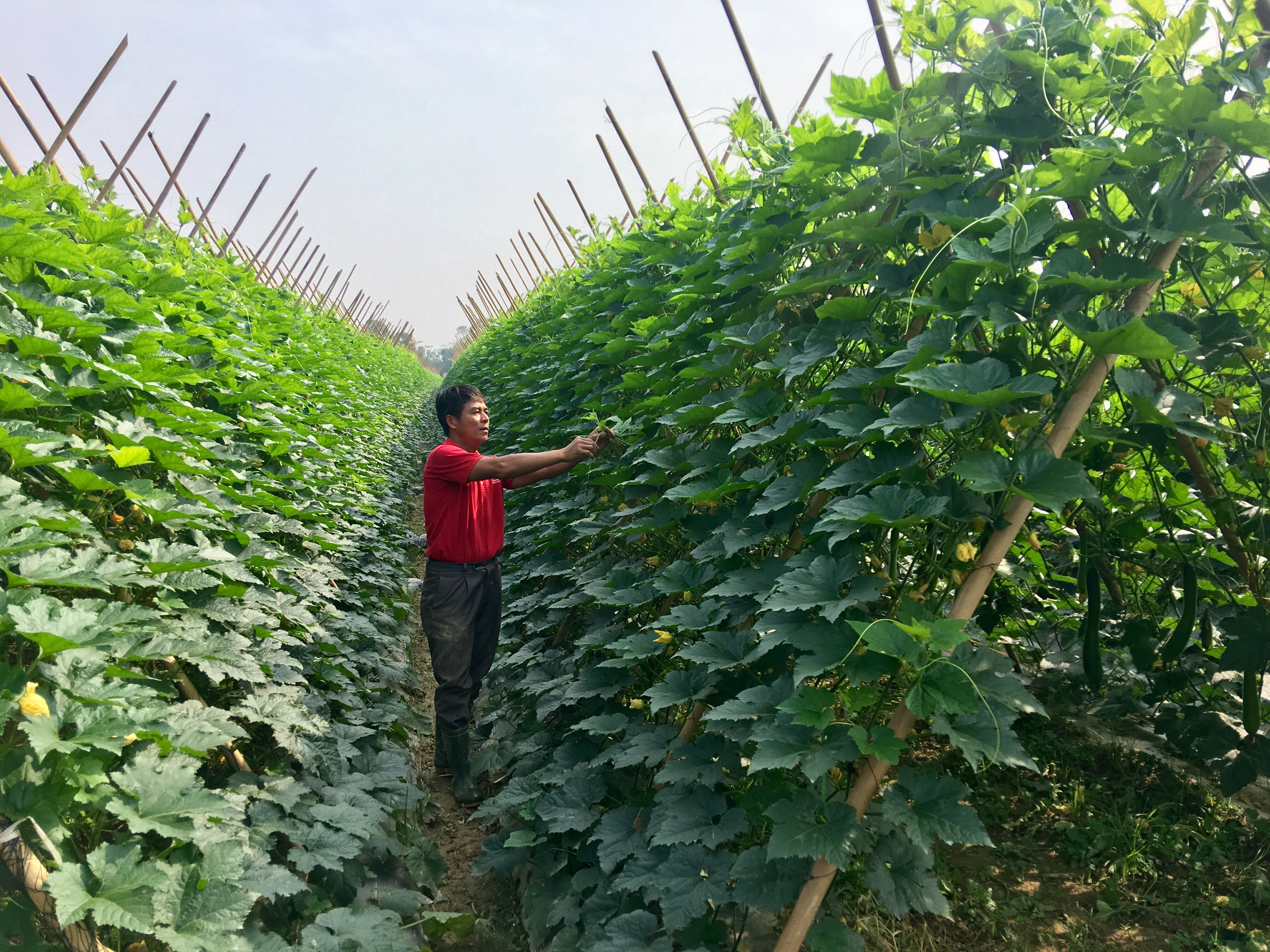 Mô hình trồng Bí xanh vụ Đông Xuân 7 ha của anh Nguyễn Phùng Khởi xã Trung Sơn- Đô Lương.