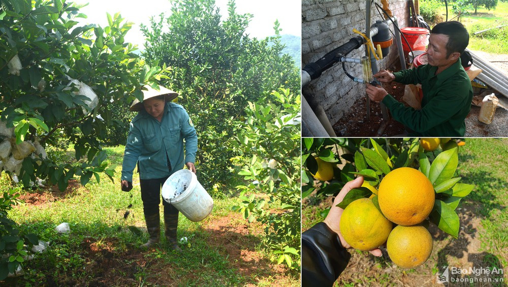 Để sản xuất cam sạch theo chuẩn VietGAP, cam được chăm sóc hoàn toàn chế phẩm sinh học; người trồng cam ở Tân Phú đầu tư hệ thống máy lọc nước để tưới cho cam. Ảnh tư liệu