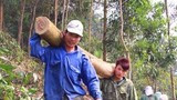 Nhiều khó khăn trong trồng rừng gỗ lớn
