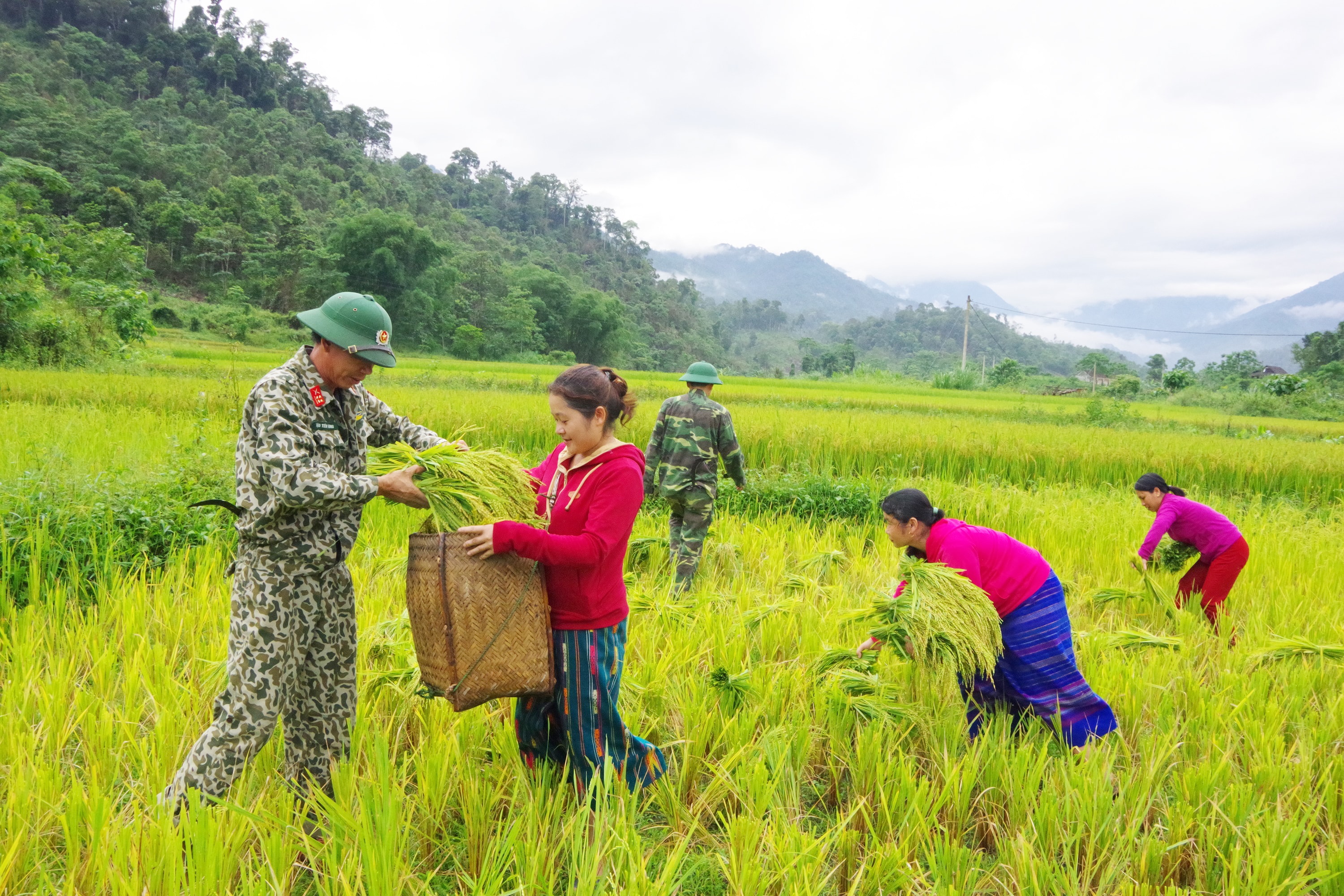 Chiến sỹ Bộ CHQS tỉnh giúp dân thu hoạch lúa ở xã Nậm Giải (Quế Phong). Ảnh: Trọng Kiên