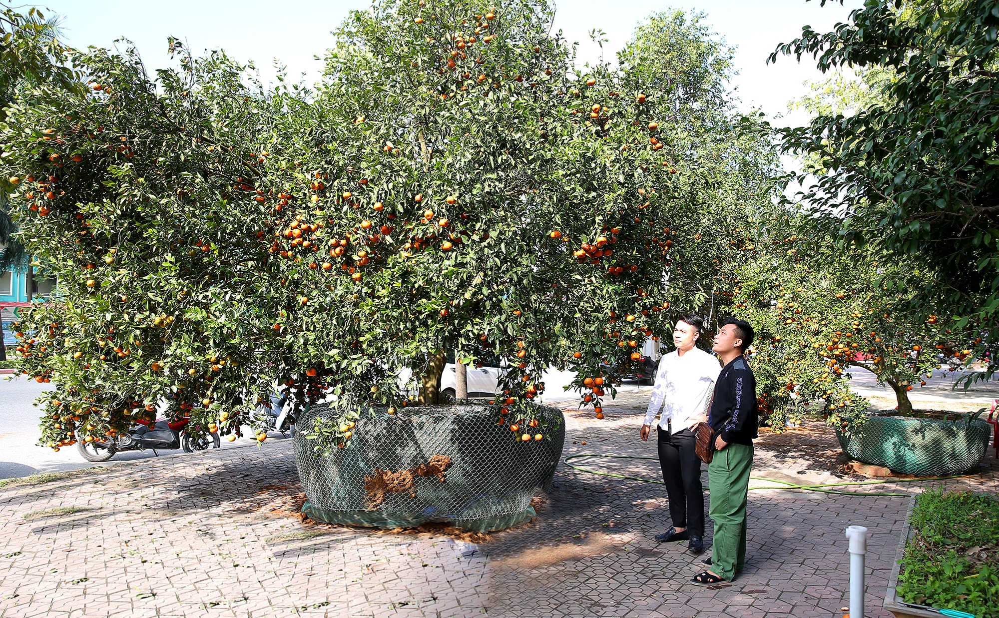 Theo thương lái cho biết, đây là giống quýt hôi được người dân trồng lâu năm và đến thời điểm hiện nay, những cây có thân to như thế này là rất hiếm.