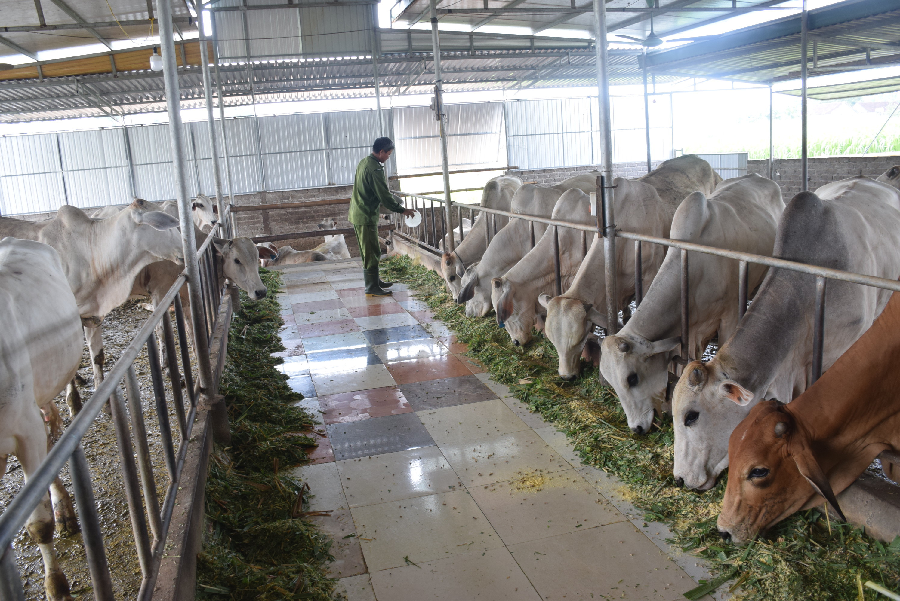 Chăn nuôi đại gia súc là thế mạnh của các địa phương dọc đường Hồ Chí Minh. Ảnh: Xuân Hoàng