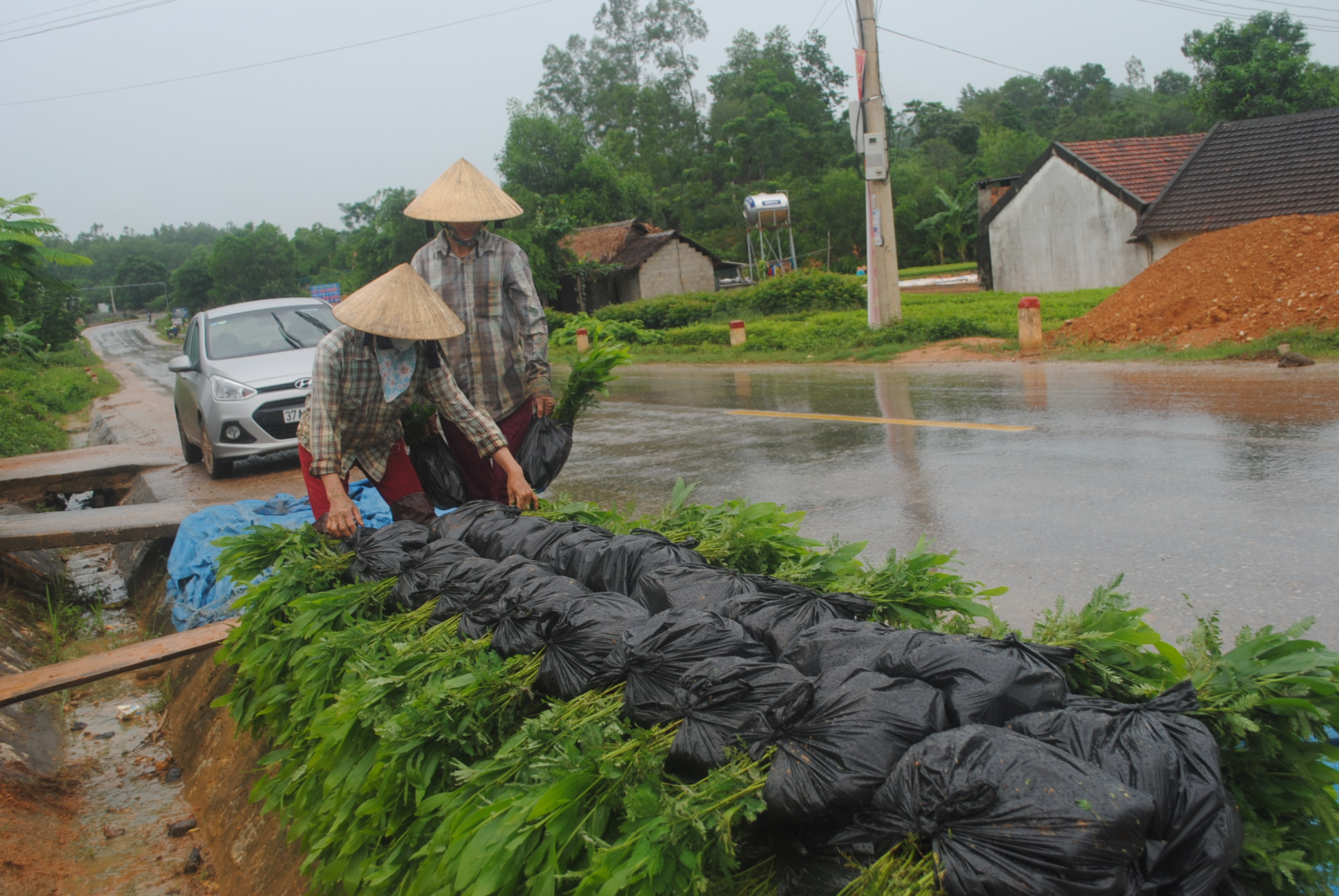 Nghề ươm cây giống lâm nghiệp trên địa bàn xã Tân Hương (Tân Kỳ) phát triển mạnh hơn từ khi khi đường hồ chí Minh hoàn thành. Ảnh: Xuân Hoàng