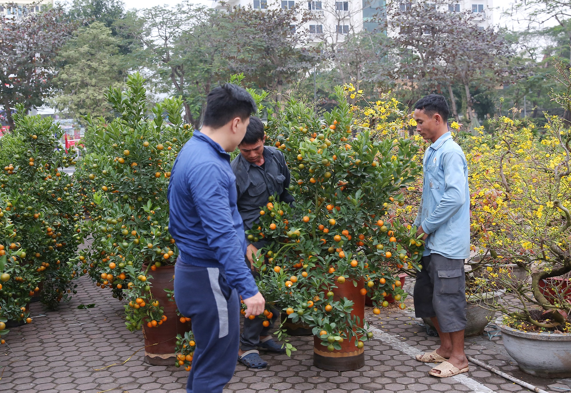 Đã từ lâu thú chơi quất cảnh chưng Tết không còn xa lạ với người dân Thành phố Vinh và các vùng phụ cận. Tuy nhiên, hiện trên địa bàn đã xuất hiện nhiều cây quất cảnh được tạo thế bonsai 