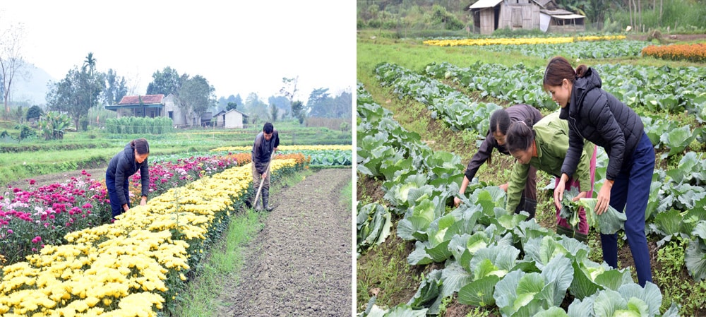 Sản xuất rau an toàn trên địa bàn xã Quế Sơn. Ảnh: Xuân Hoàng