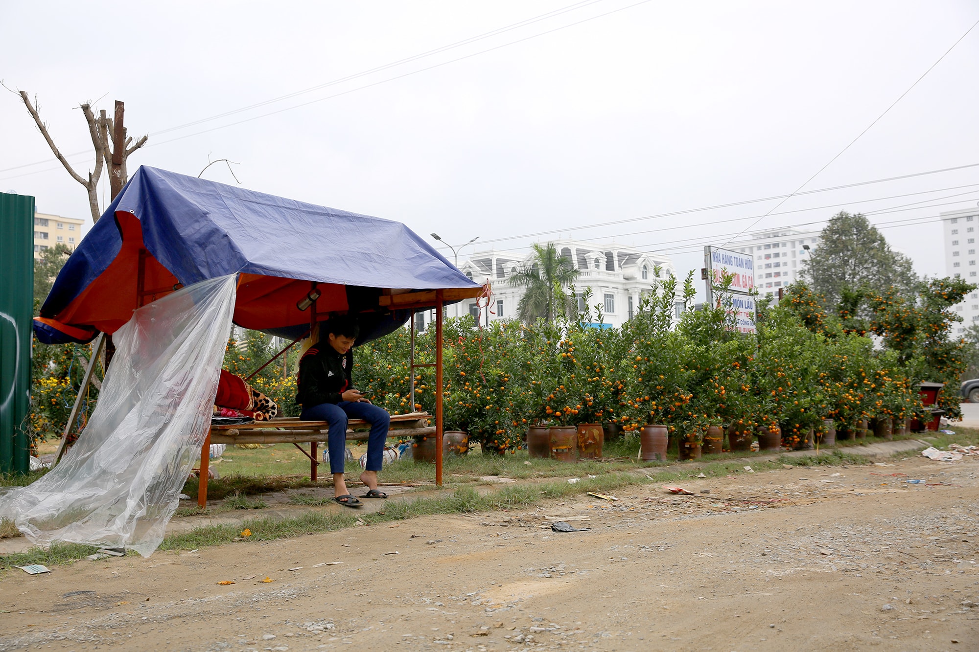 Họ thuê địa điểm, dựng lều ăn ngủ cùng cây mong sao thời tiết thuận lợi, cây cảnh được giá, nhiều người mua. Đã có rất nhiều thương vụ buôn quất, đào, mai tết thành công...song thất bại cũng không hề ít. Ảnh: Đức Anh