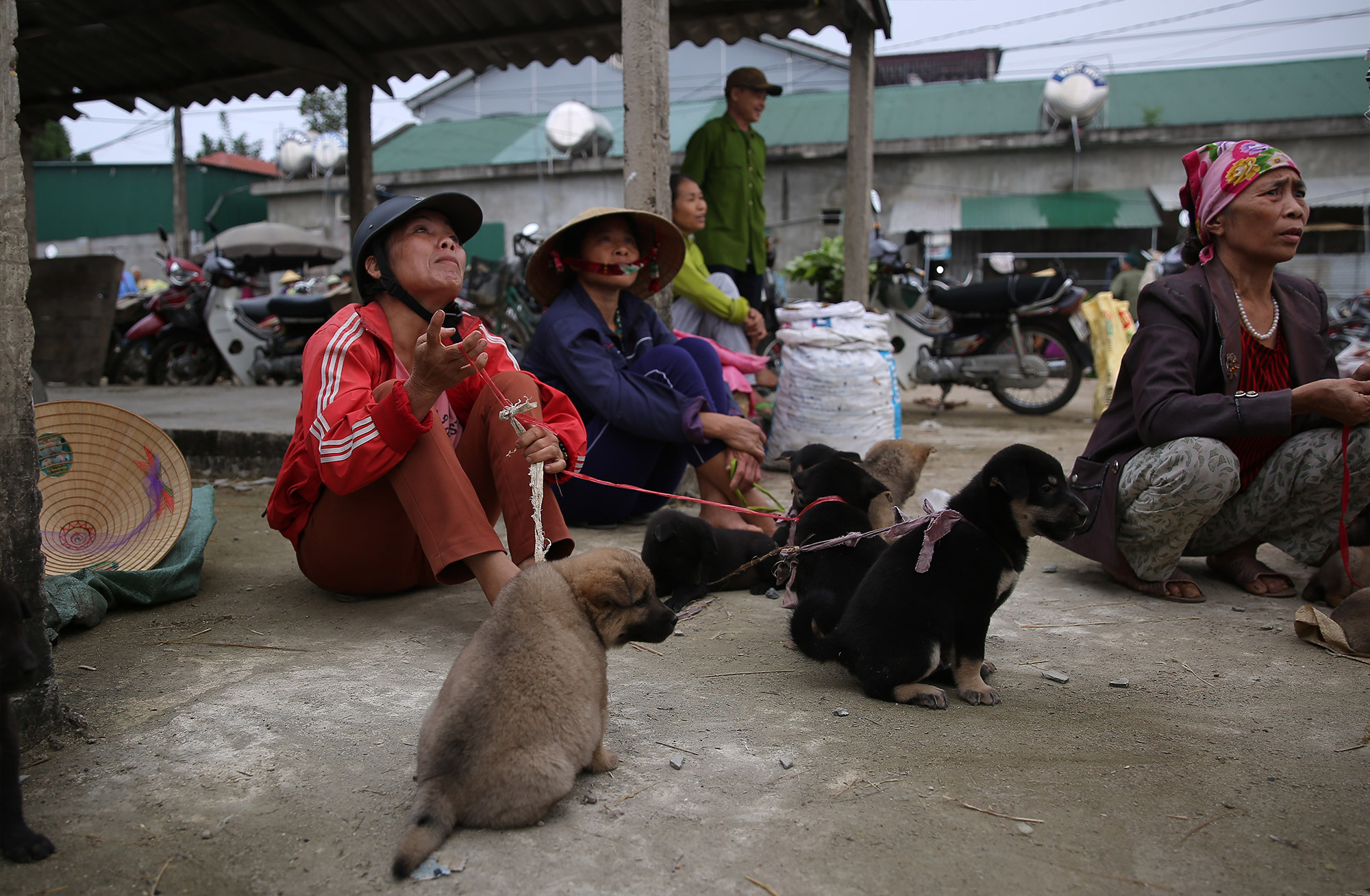 Hàng chó ở chợ Dùng, mỗi buổi chợ có khoảng vài trăm con. Những gia đình nuôi chó trong vùng, khi có chó con, nếu không cho, tặng, thường đem đi chợ Dùng để bán, người ít thì vài con, người nhiều thì trên dưới chục con.