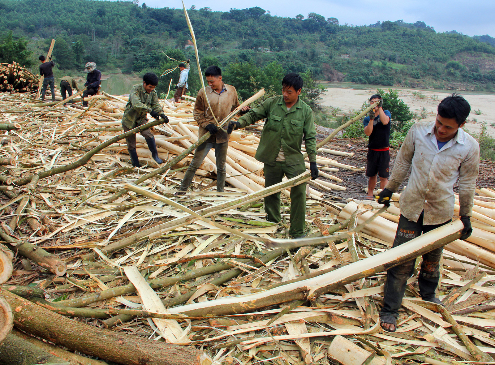 Công nhân khai thác gỗ nguyên liệu  tại Quỳ Châu.