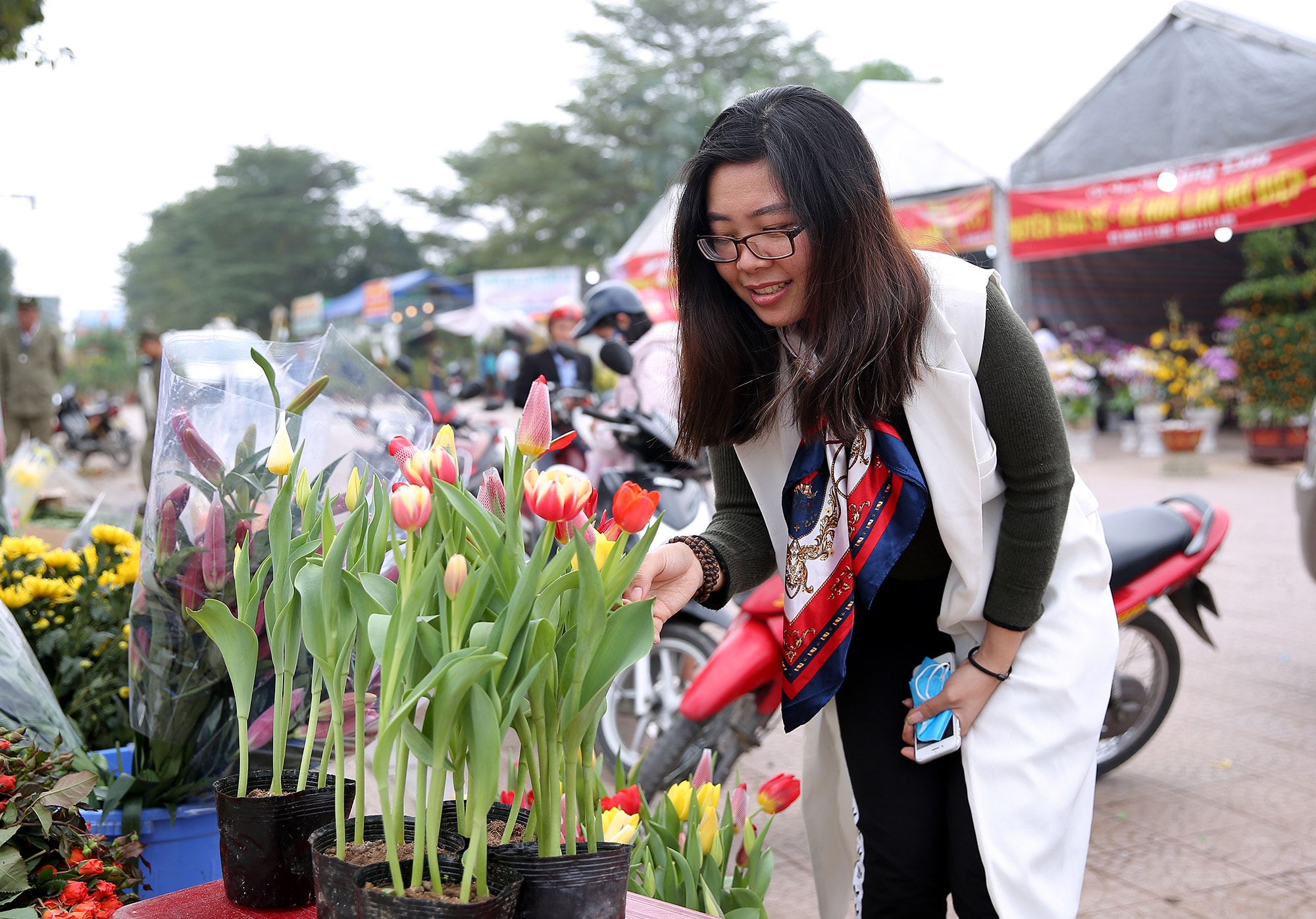 Những chậu hoa tulip được bán với giá 120 - 150 nghìn đồng. Ảnh: Lâm Tùng