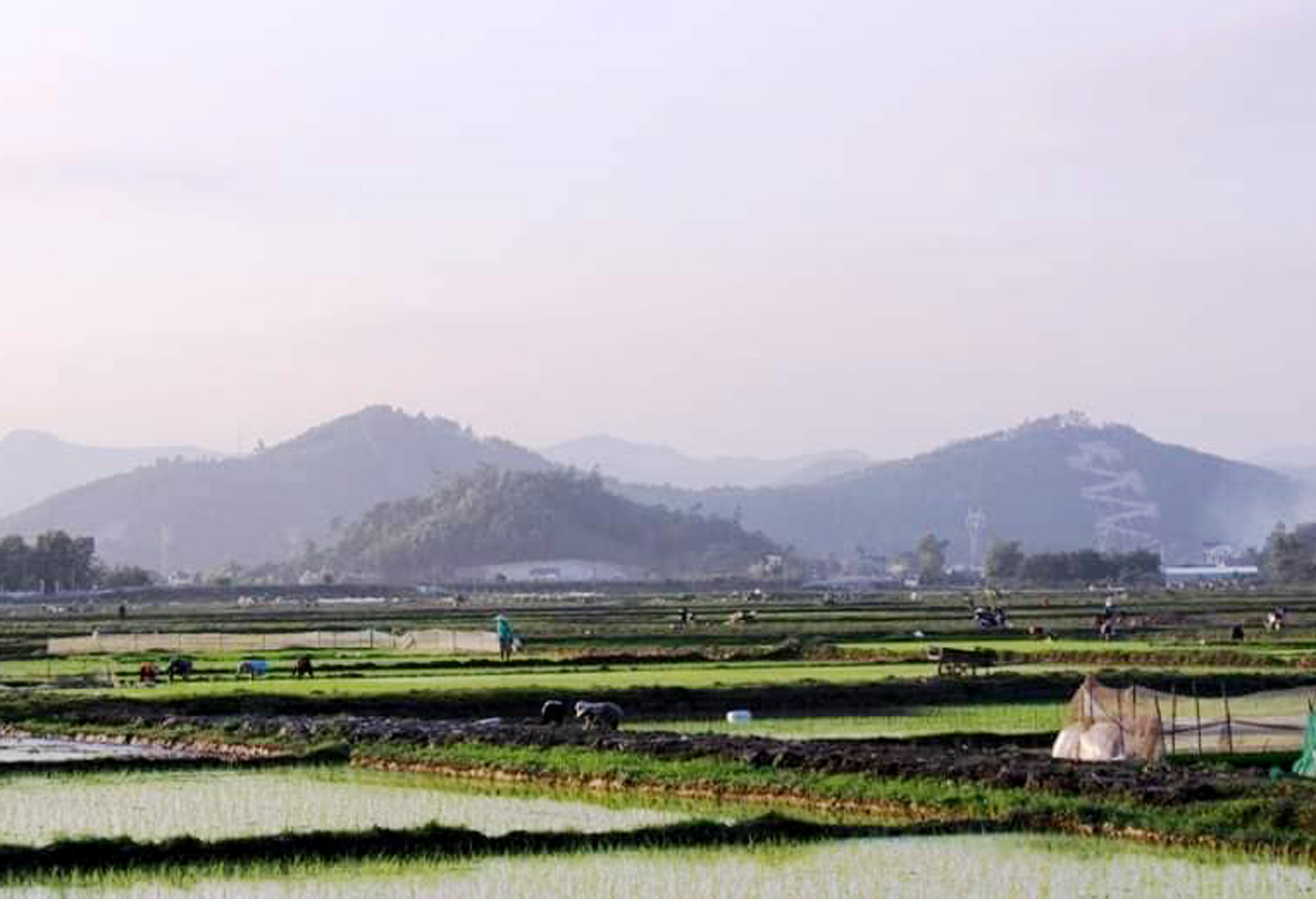 Khắp các cánh đồng nông dân Nghệ An đang khẩn trương khép kín diện tích lúa Xuân vùng thấp trũng trước Tết Nguyên đán. Ảnh: Thanh Phúc