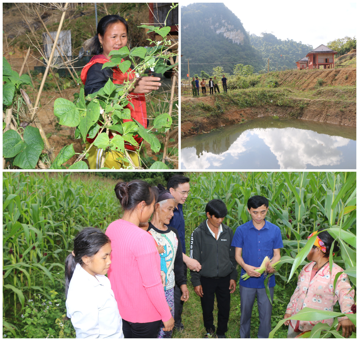 Người dân Đan Lai ở khu tái định cư mới đã biết trồng rau, đào ao thả cá, trồng ngô...Ảnh: K.L