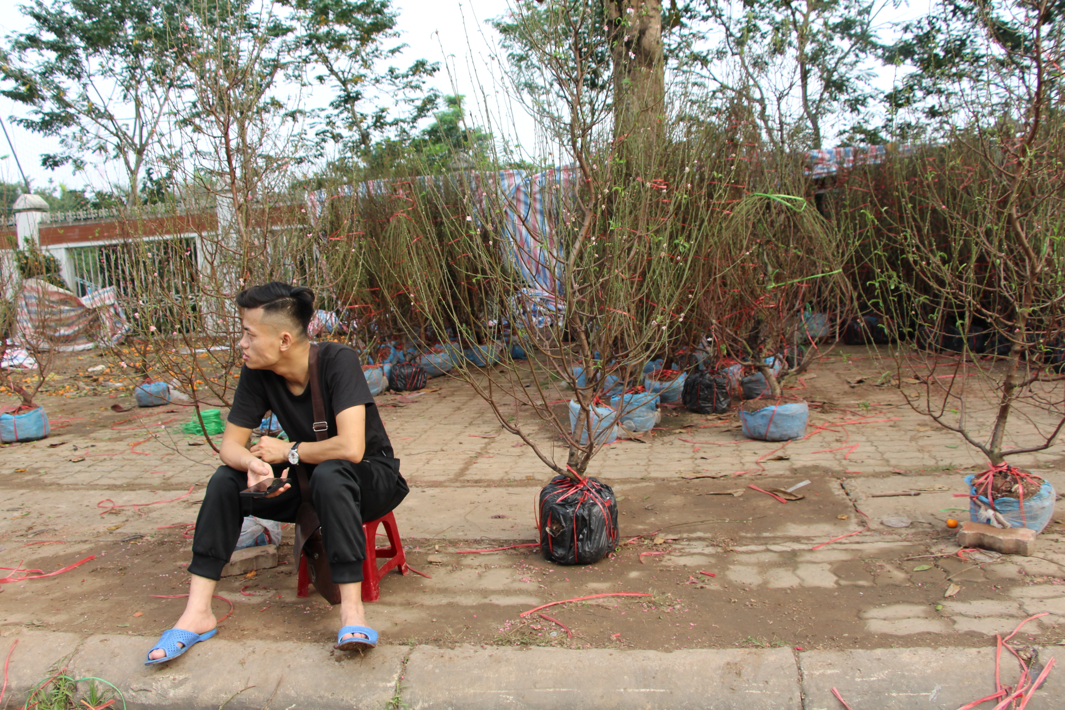 Trưa 30 tết, một số hàng đào trên đường Phan Đình Phùng (thành phố Vinh) vẫn đang ngồi đợi khách nhưng không có người mua. Những cây đào còn lại hầu như hoa đã nở hết. 