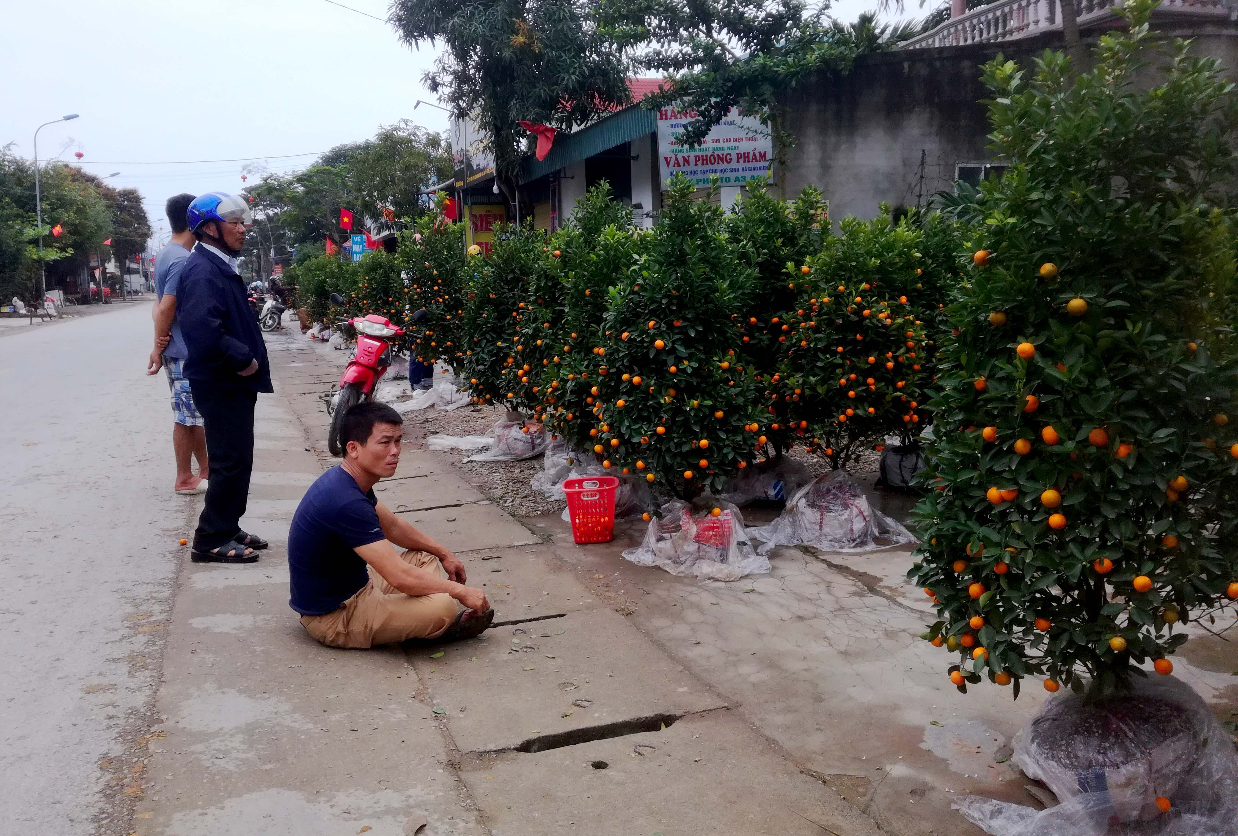 Anh Bình, một người dân bán quất Tết tại xã Diễn Xuân, huyện Diễn Châu ngồi thẫn thờ bên gian hàng quất của mình, đã là 30 Tết, giá đã giảm sập sàn nhưng người mua vẫn không mặn mà. Anh Bình chia sẻ: 