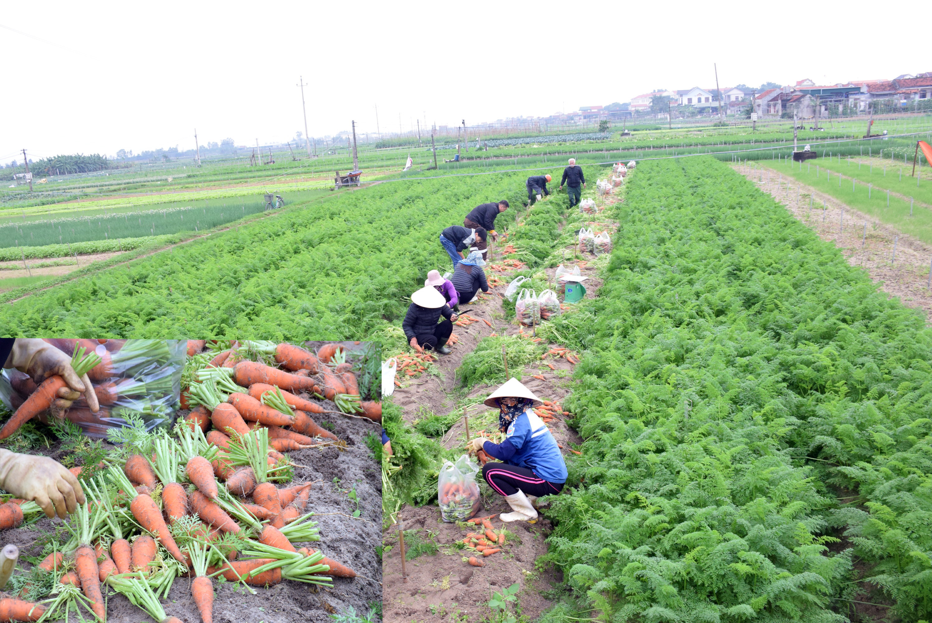 Sáng mồng 4 Tết trên các cánh đồng vùng bãi ngang Quỳnh Lưu đã nhộn nhịp thu hoạch rau. Trong đó cà rốt giảm giá mạnh 2.000 đồng/kg. Ảnh: Xuân Hoàng