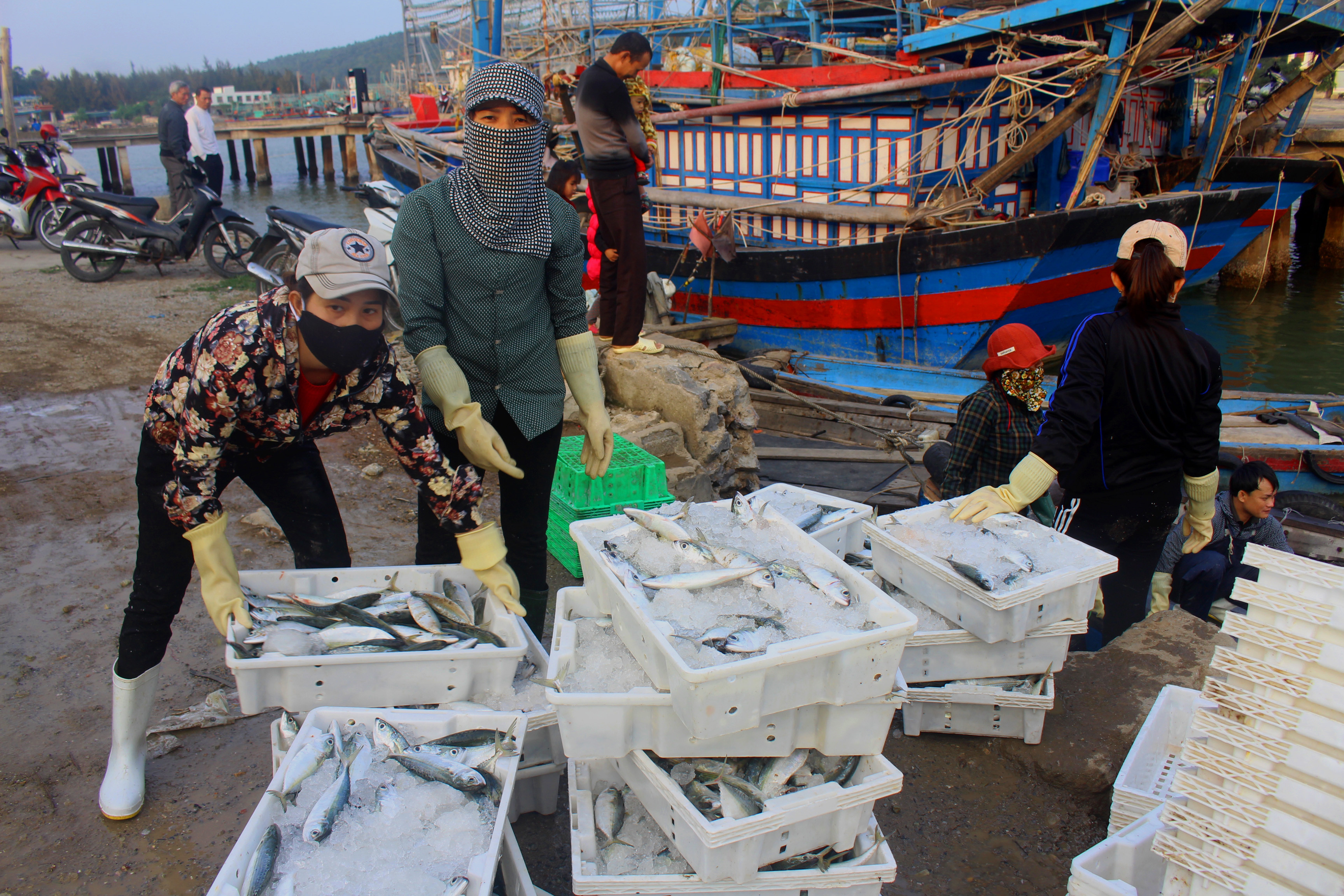 Chiều ngày 31/1 (tức mùng 7 Tết Canh Tý),  nhiều tàu cá nghề lưới vây của ngư dân xã Quỳnh Long (Quỳnh Lưu) liên tiếp về cập bến Lạch Quèn trong niềm vui được mùa hải sản. Ảnh: Việt Hùng.