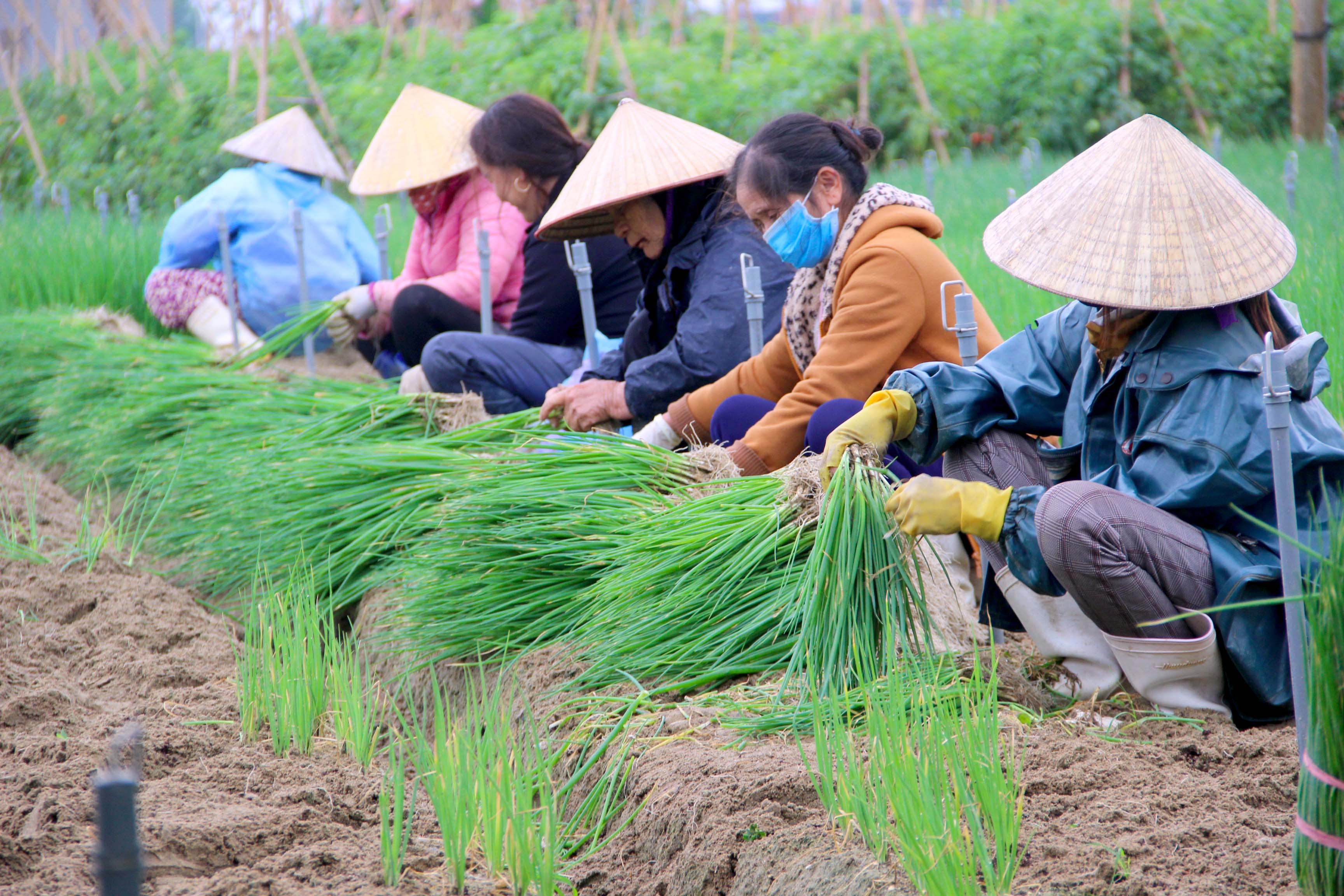 Người trồng hành hoa ở vùng bãi ngang Quỳnh Lưu phấn khởi vì loại rau gia vị này đang được thương lái thu mua với giá cao chưa từng có. Ảnh: Xuân Hoàng