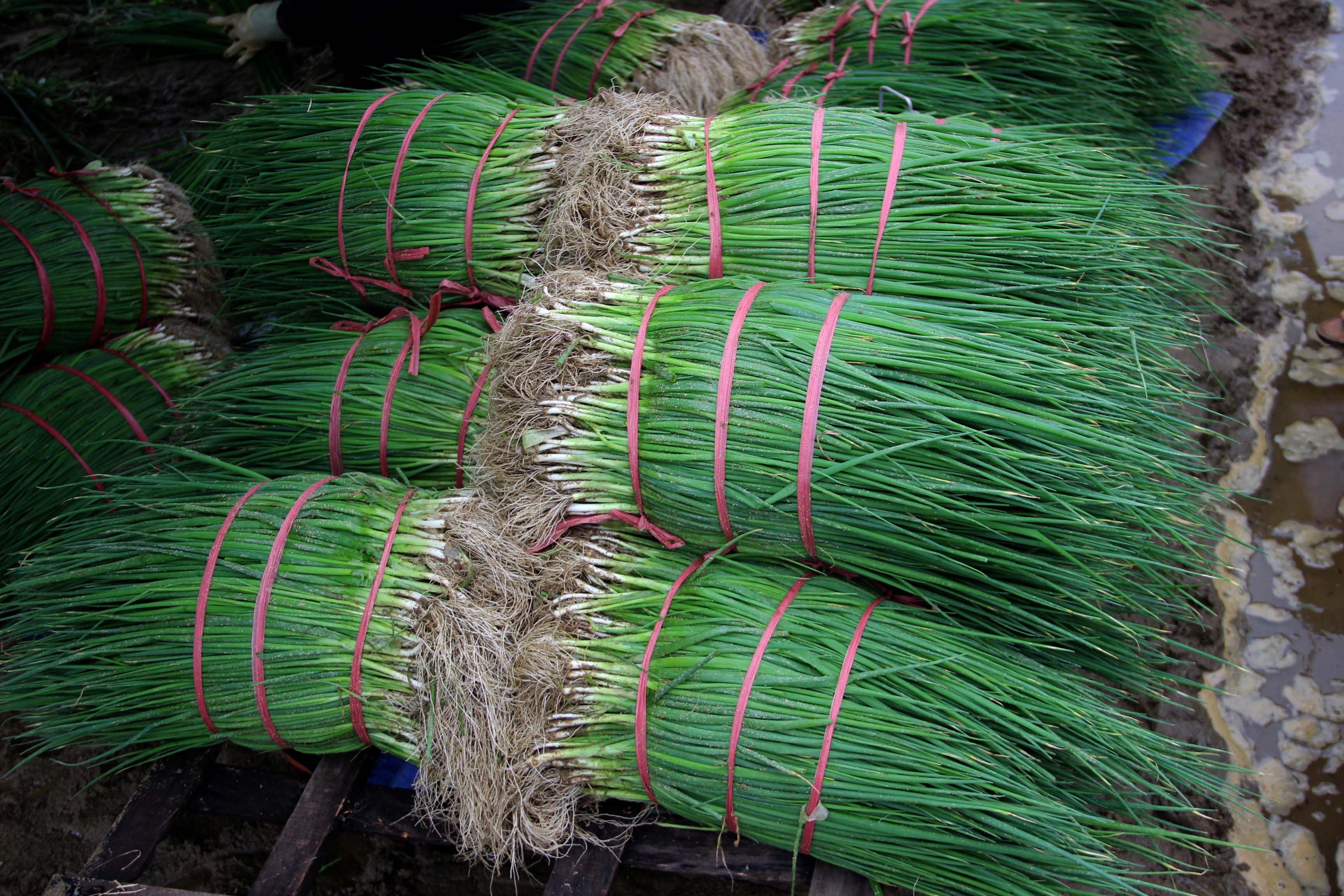 Hành hoa. Ảnh: Quang An