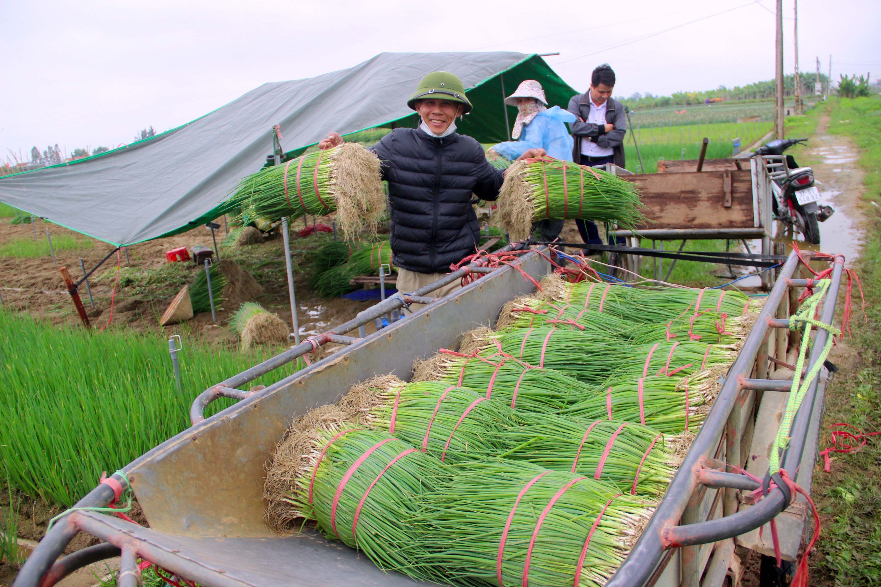 Vì sản lượng hành ít, nên thương lái tìm mua hành tại ruộng cho bà con. Ảnh Quang An