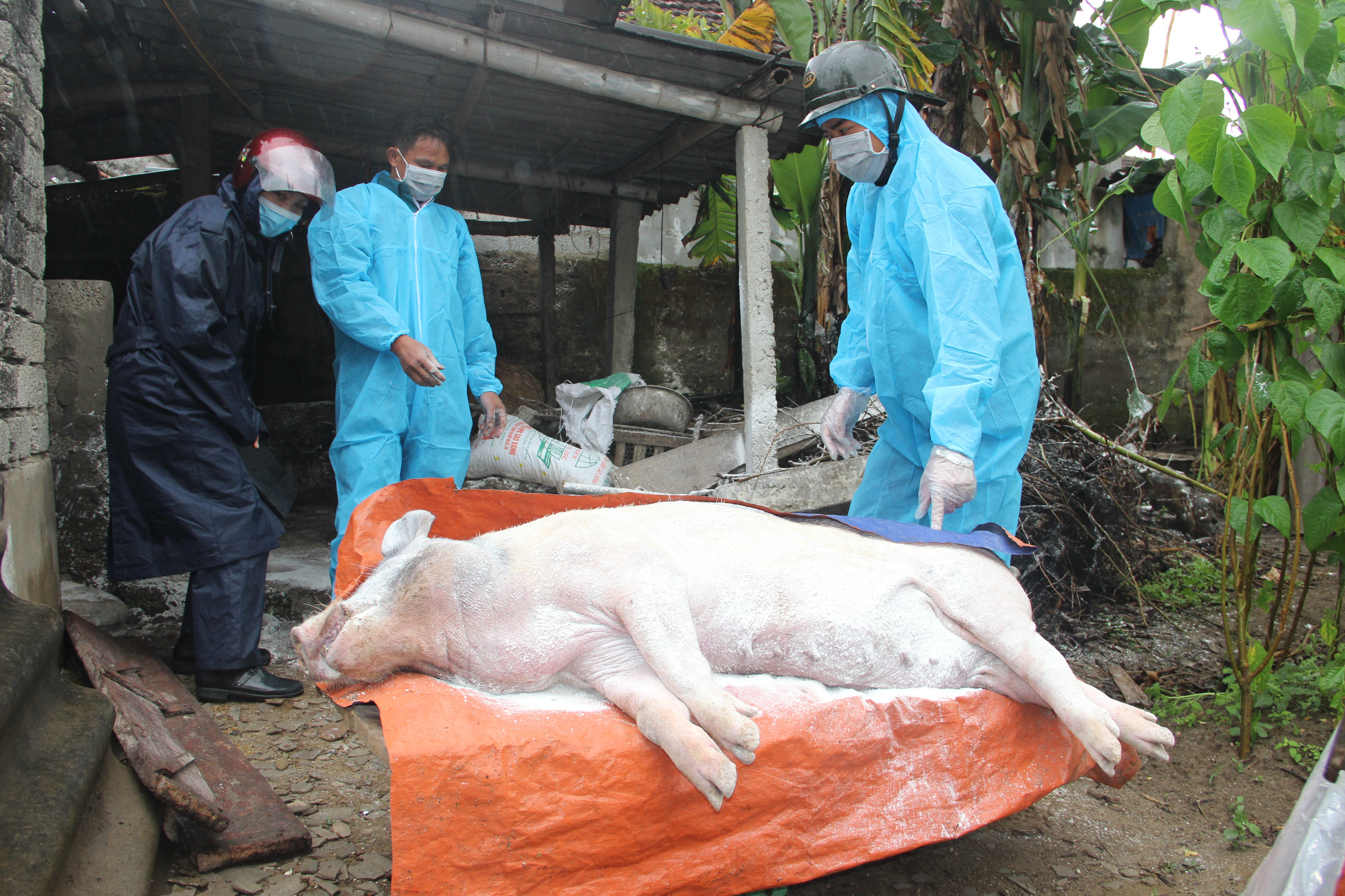 Trong những ngày qua, bệnh dịch tả lợn châu Phi tái bùng phát tại nhiều địa phương. Ảnh: Quang An