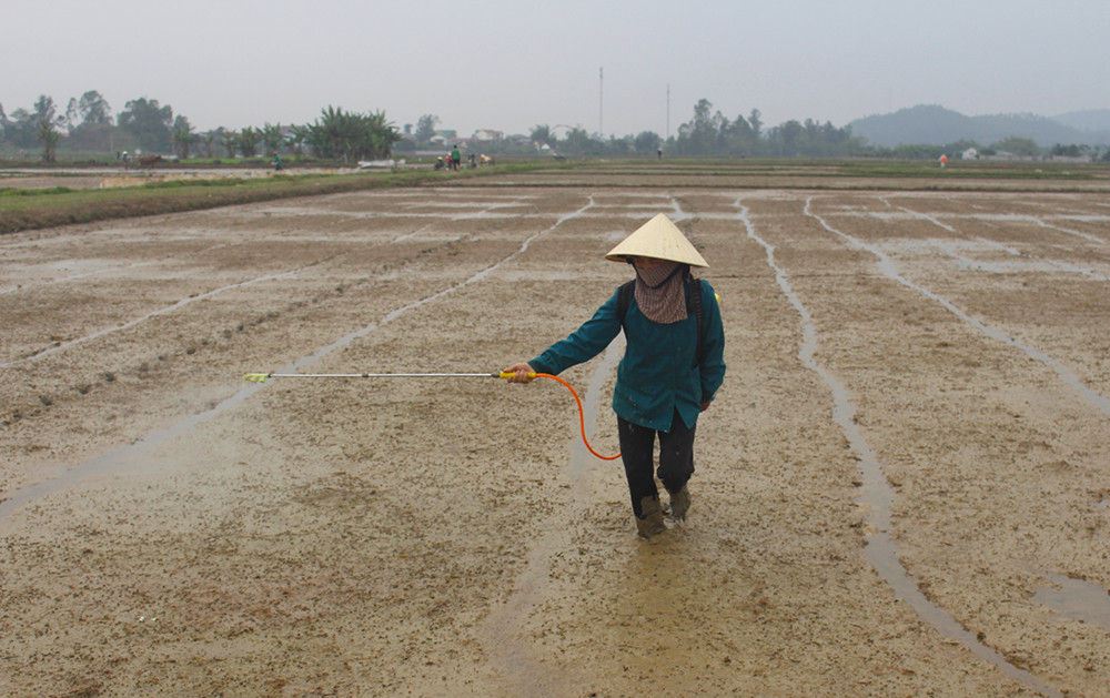 Nông dân xã Nghi Hoa bơm thuốc diệt mầm cỏ trên lúa mới gieo. Ảnh: Phú Hương