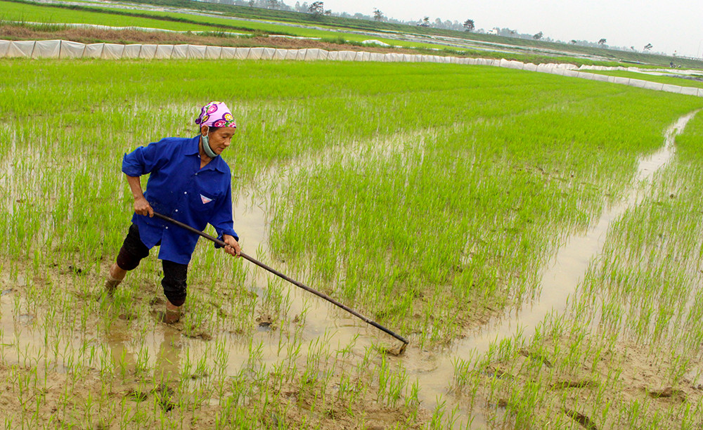 Nông dân xã Hưng Tây, huyện hưng Nguyên tỉa dặm lúa gieo thẳng