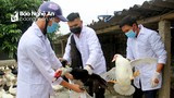 Xuất hiện ổ dịch cúm A/H5N6 trên đàn gia cầm tại Nghệ An