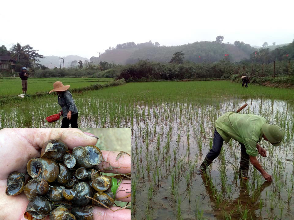 Nông dân huyện Con Cuông ra đồng bắt ốc bươu vàng bảo vệ lúa xuân. Ảnh: Bảo Hân