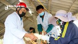 Xuất hiện thêm 2 ổ dịch cúm gia cầm H5N6 tại Nghệ An