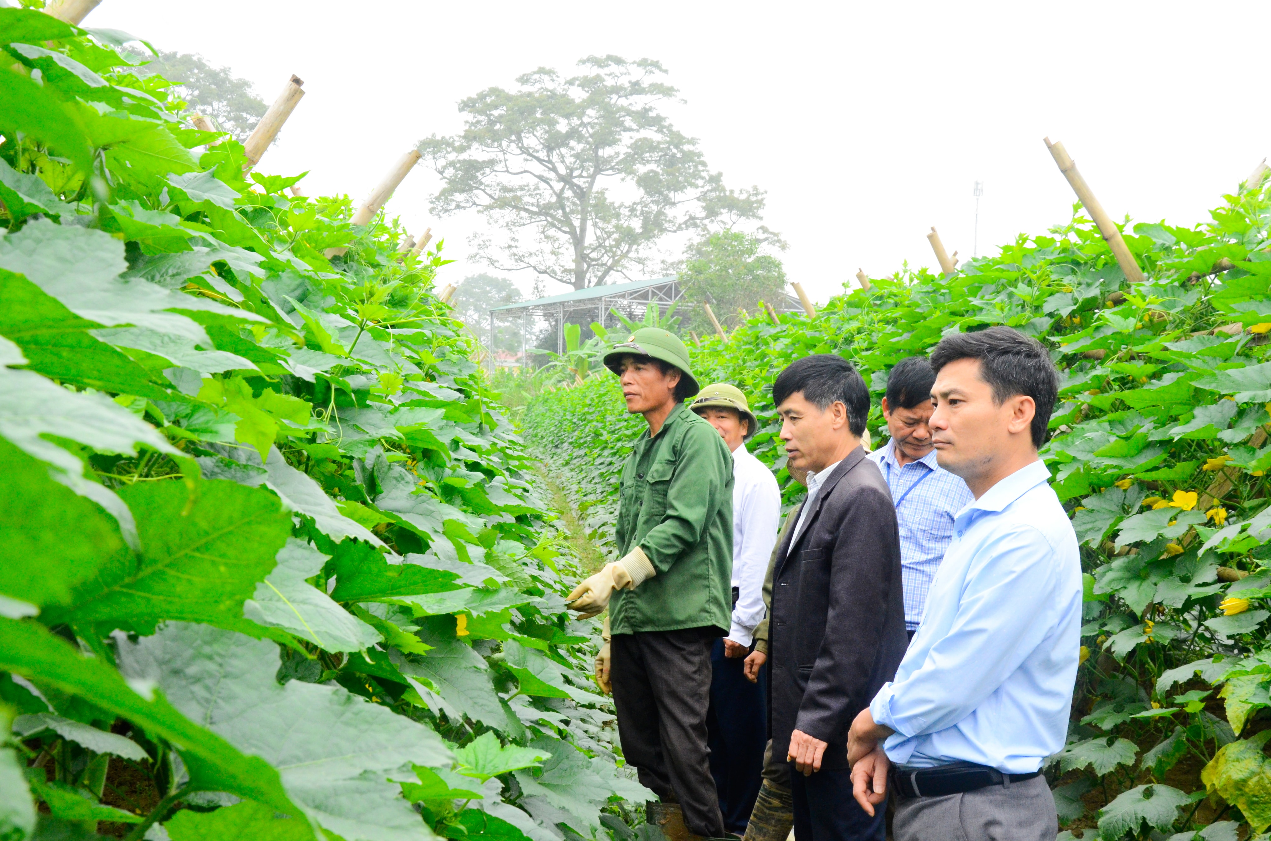 Cán bộ huyện Anh Sơn kiểm tra mô hình trồng bí trên đất bãi ở xã Tam Sơn. Ảnh: Thanh Lê