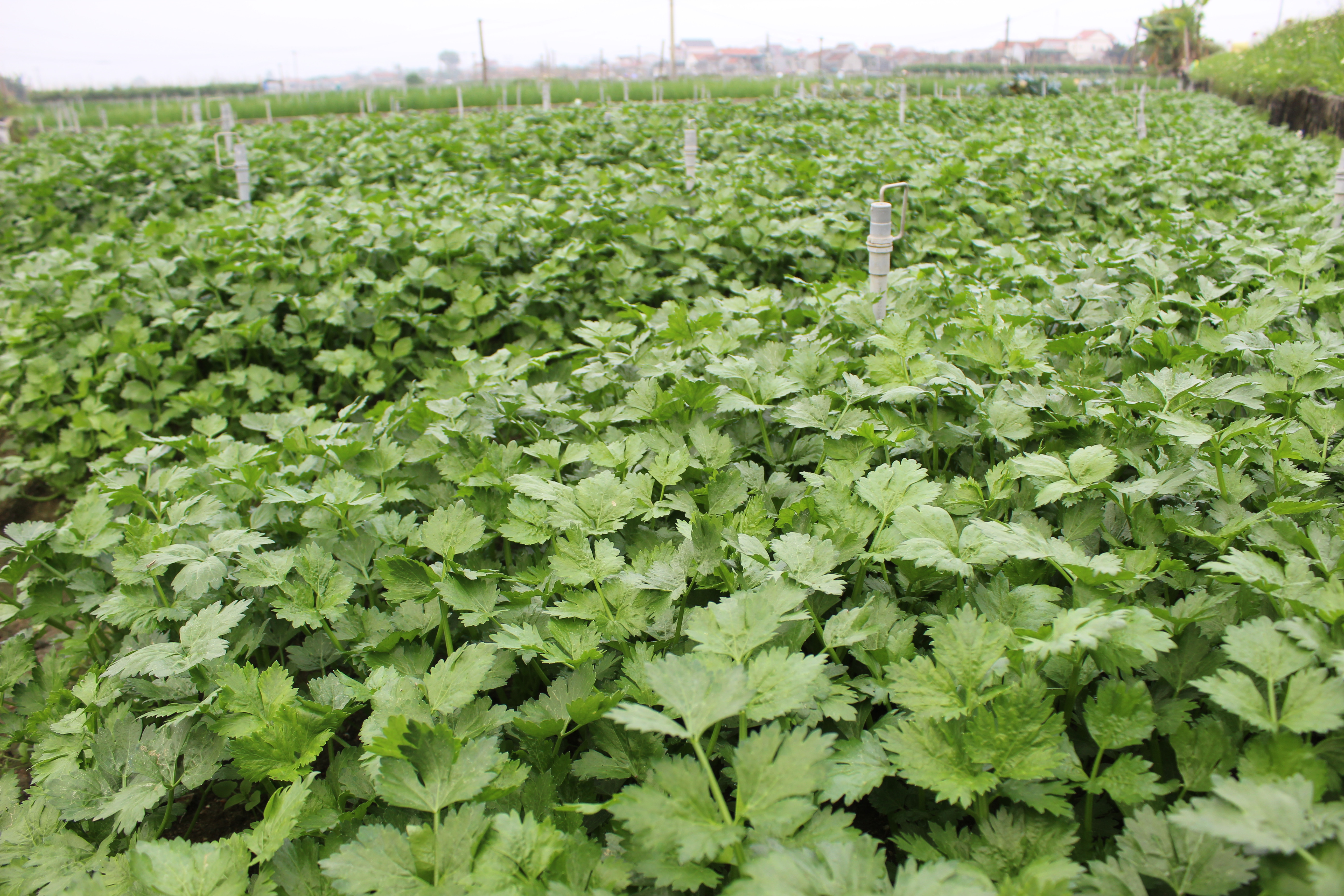 Toàn xã Quỳnh Lương hiện có 20 ha trồng rau cần tây khô trên đất cát pha thịt. Ảnh: Hồng Diện