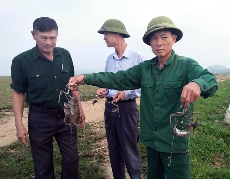 Ngoài đánh bắt bằng ống xả xe máy, đánh bắt chuột bằng bẫy cũng được nhiều người dân xã Thanh Lương áp dụng hiệu quả. Ảnh: Đình Hà