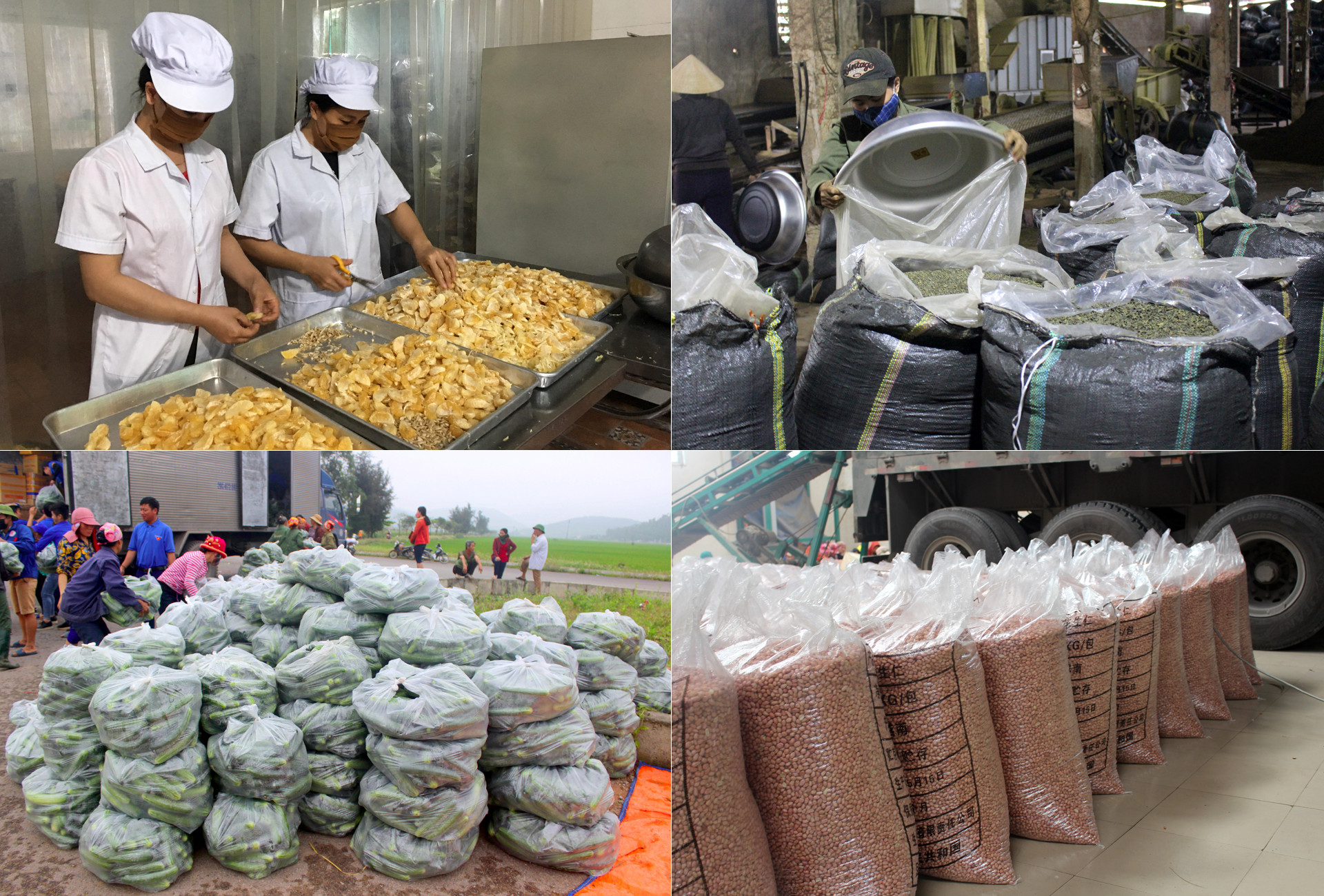 Nhiều nông sản ở Nghệ An chưa tạo được chuỗi giá trị cao từ sản xuất, thu hoạch, chế biến đến tiêu thụ. Ảnh tư liệu