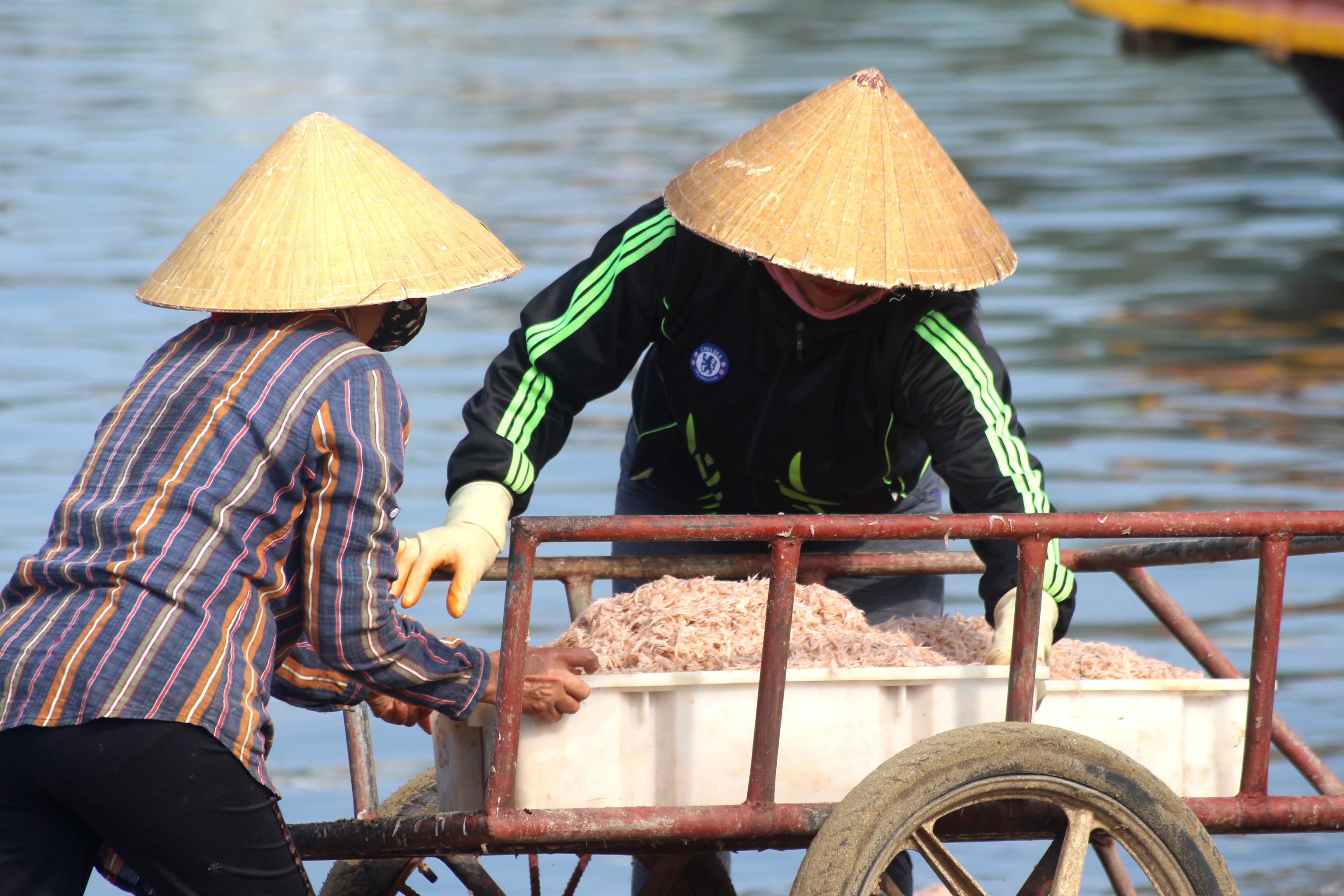 Từng khay ruốc được mang xuống bờ nhập bán cho thương lái. Ảnh: Việt Hùng