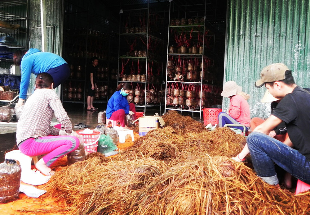 Mô hình chăn nuôi gà ở Anh Sơn mang lại hiệu quả kinh tế cao. Ảnh: Thái Hiền