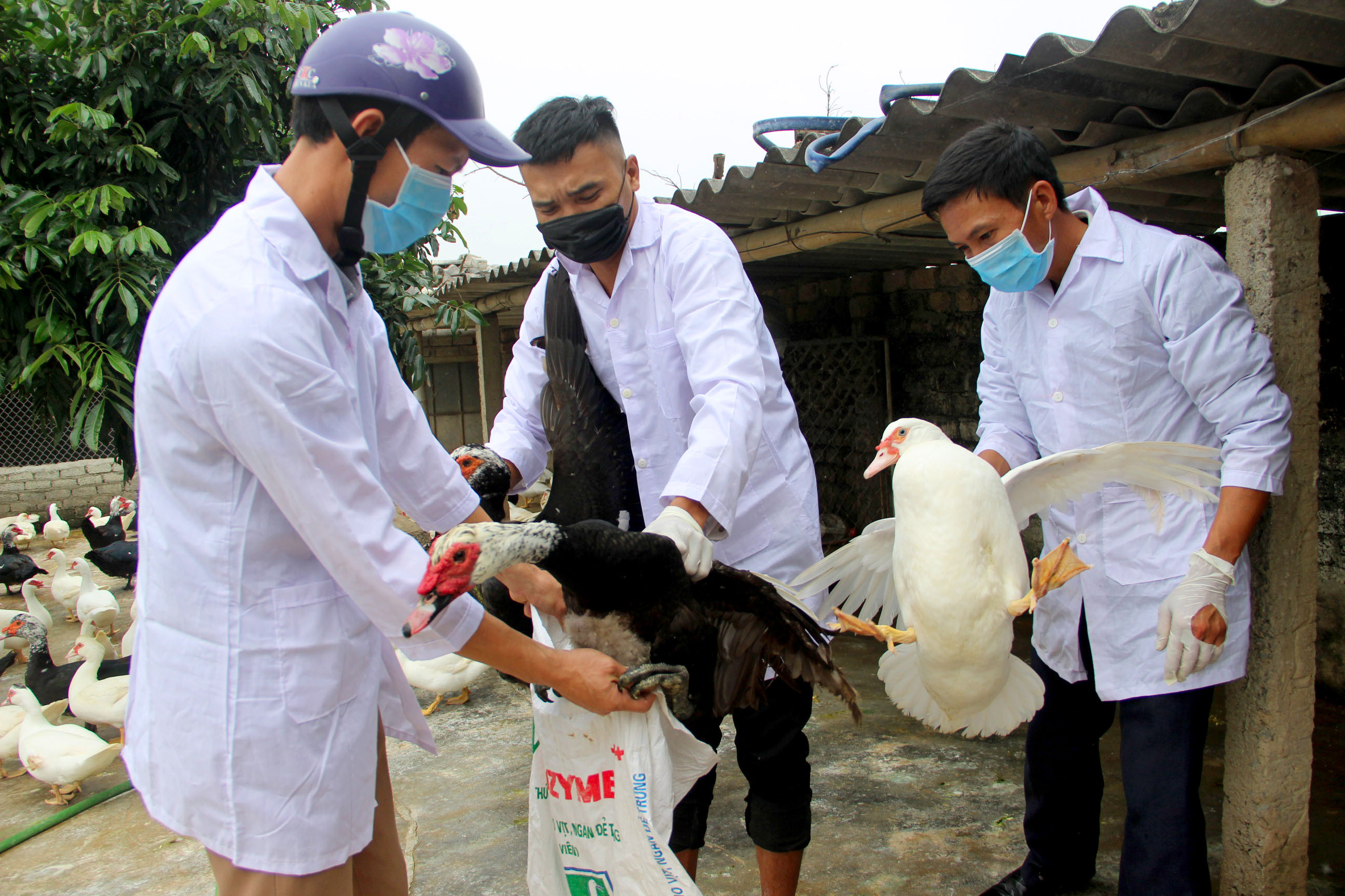 Tiêu hủy gia cầm bị dịch cúm gia cầm A/H5N6 trên địa bàn xã Quỳnh Hồng, huyện Quỳnh Lưu. Ảnh: Quang An