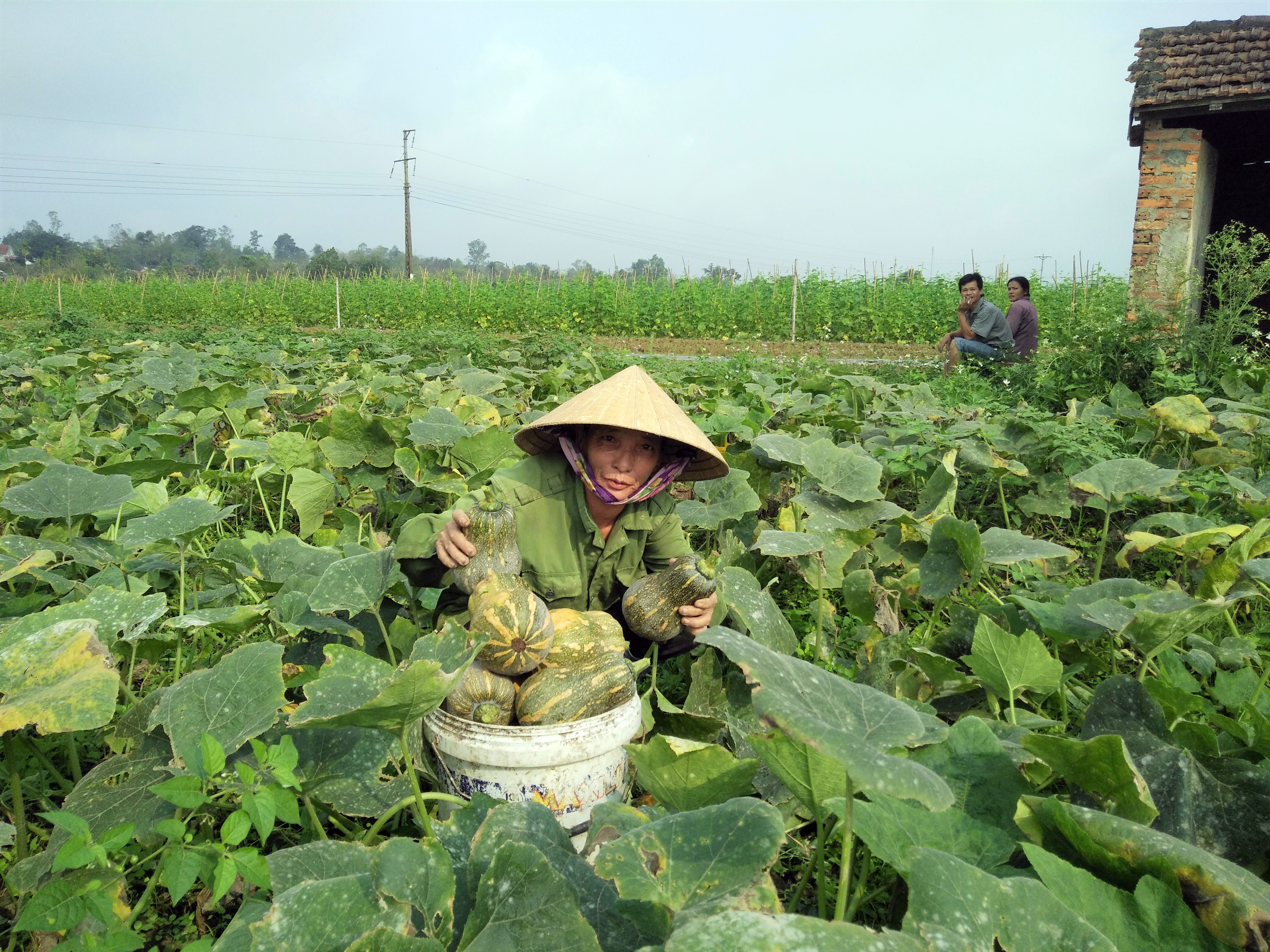 Vụ đông năm nay gia đình bà Nguyễn Thị Toàn, thôn 1/5 xã Cẩm Sơn trồng 3 sào bí đỏ trên đất bãi. Ảnh: Thái Hiền