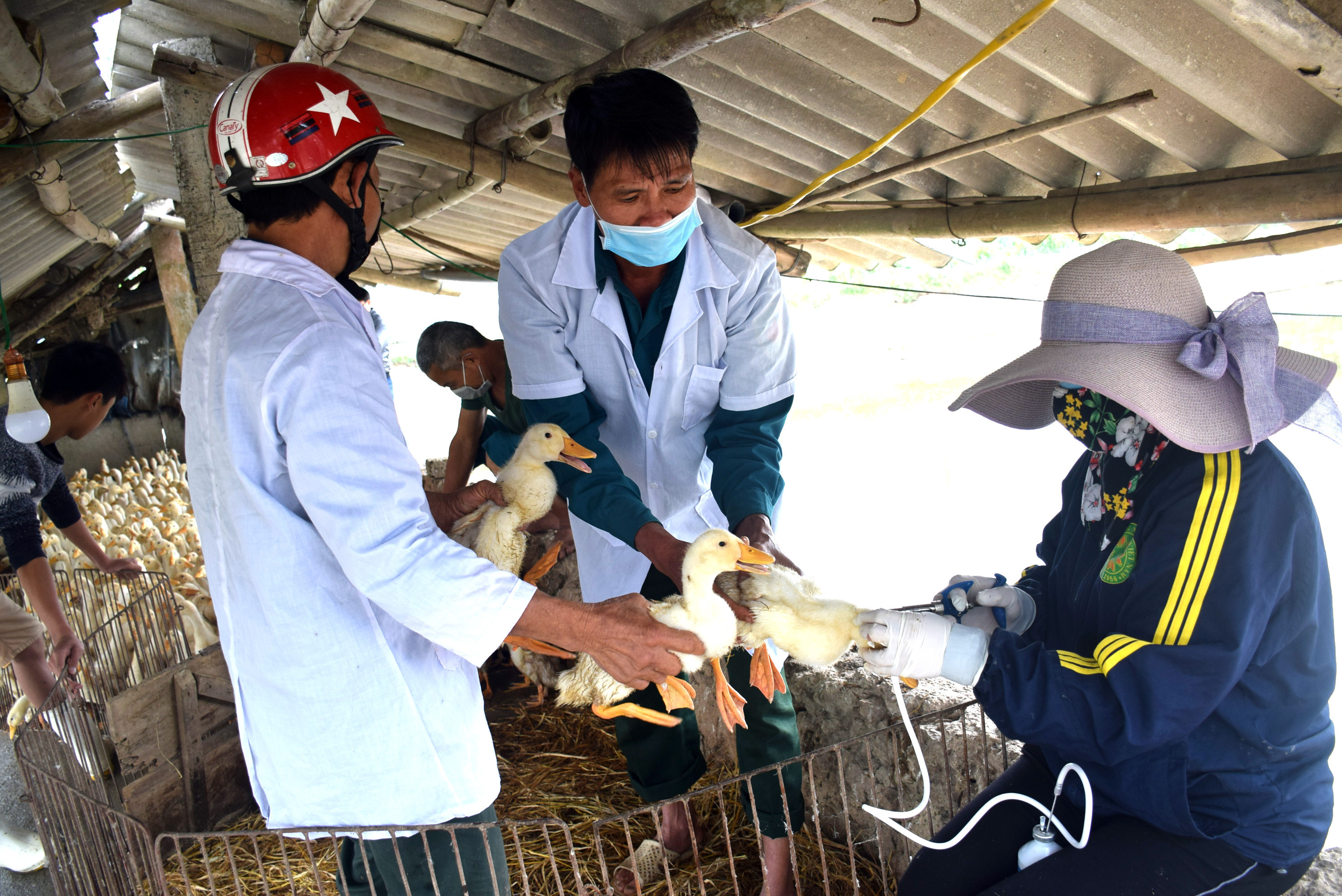 Xã Quỳnh Hồng (Quỳnh Lưu) phải thuê đội ngũ thú y để tiêm phòng dịch cúm gia cầm A/H5N6 trong thời gian qua. ảnh: Xuân Hoàng