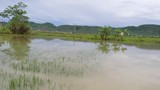 Cháu bé 22 tháng tuổi tử vong vì rơi xuống ruộng lúa ngập nước sau mưa ở Nghệ An