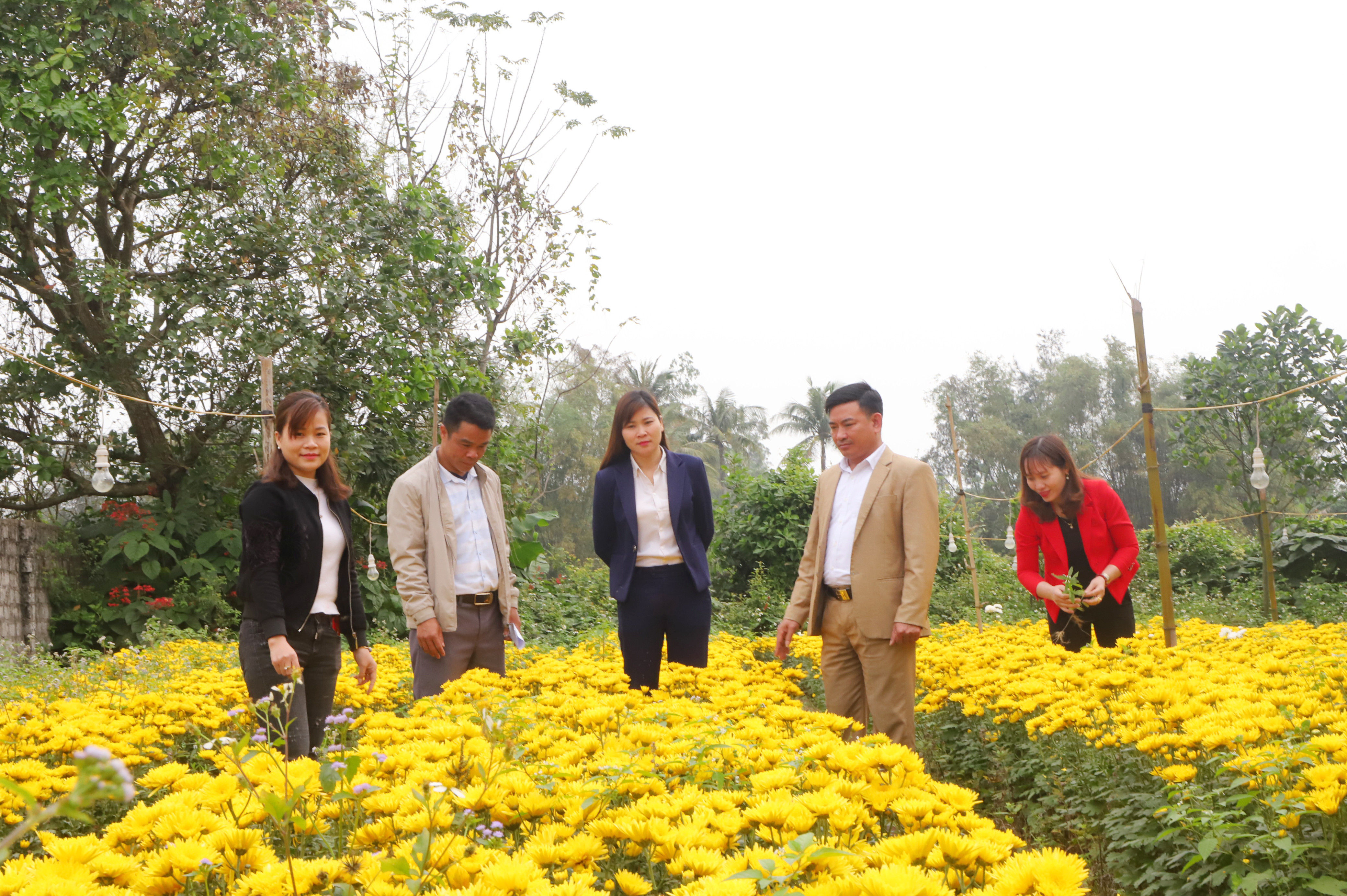 Nghề trồng hoa cũng đang là mô hình góp phần nâng cao hiệu quả sản xuất ở phường Nghi Hòa (TX. Cửa Lò). Ảnh: Thành Duy