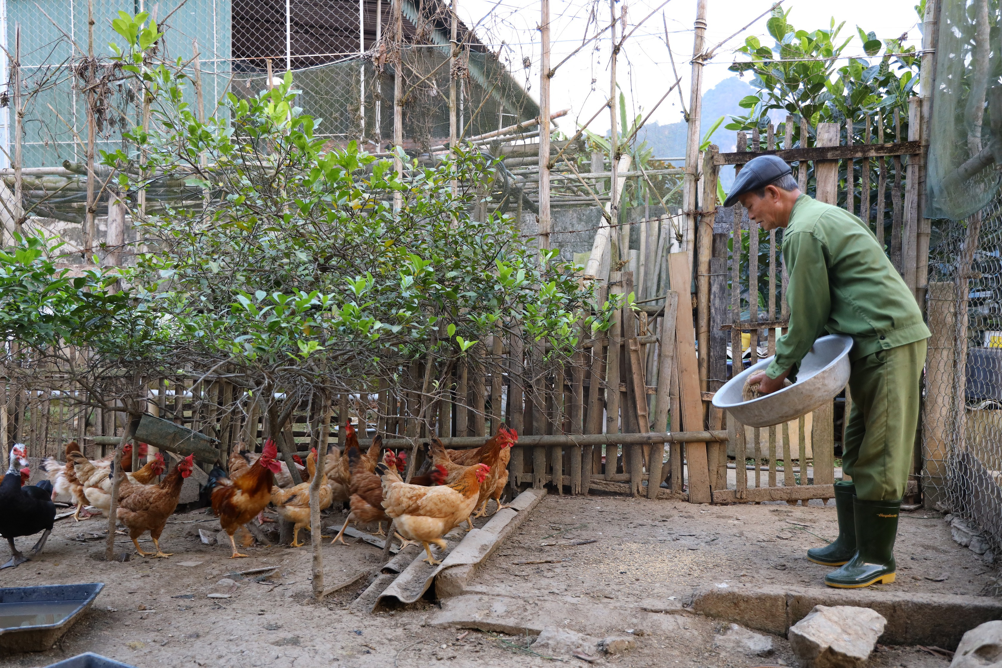 Người dân thôn Tân Dân, xã Bồng Khê (Con Cuông) chăm lo phát triển sản xuất, chăn nuôi. Ảnh: Nguyên Sơn