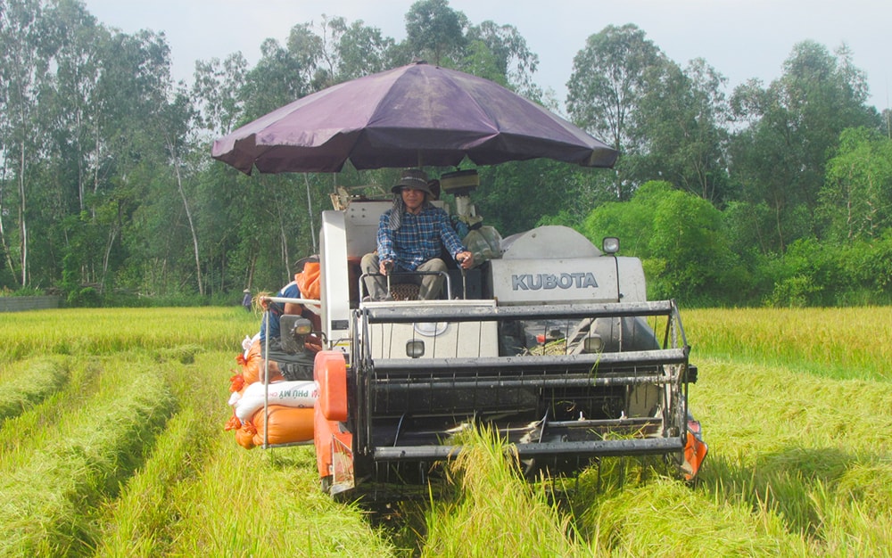 Sản xuất lương thực phải đáp ứng đủ nhu cầu tiêu thụ trong nước và xuất khẩu. Ảnh: Phú Hương