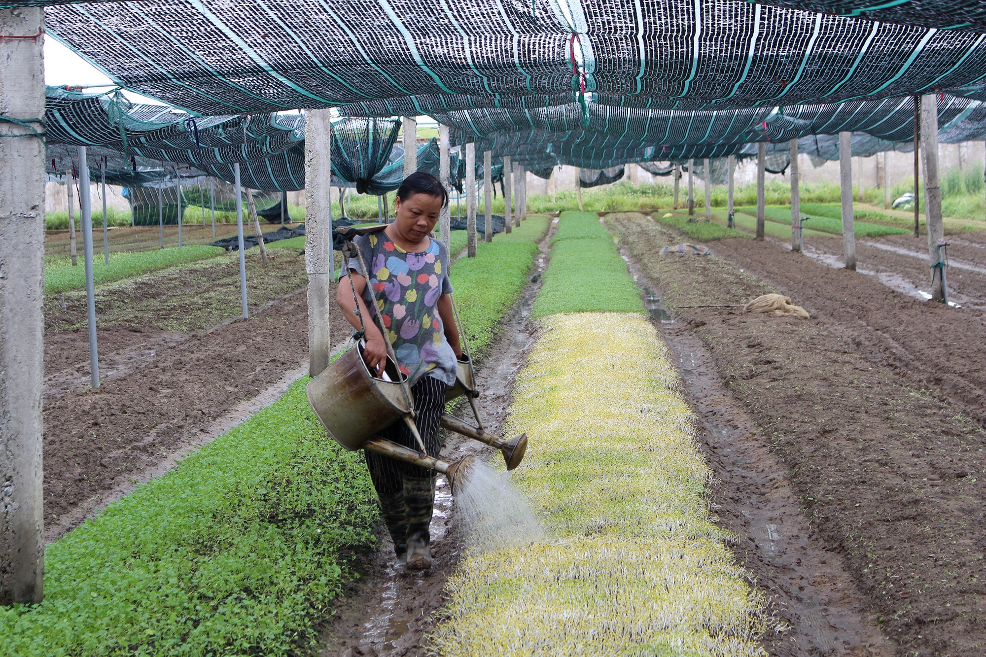 Khu trồng rau tập trung xã Hưng Đông, Tp. Vinh. Ảnh: Phú Hương