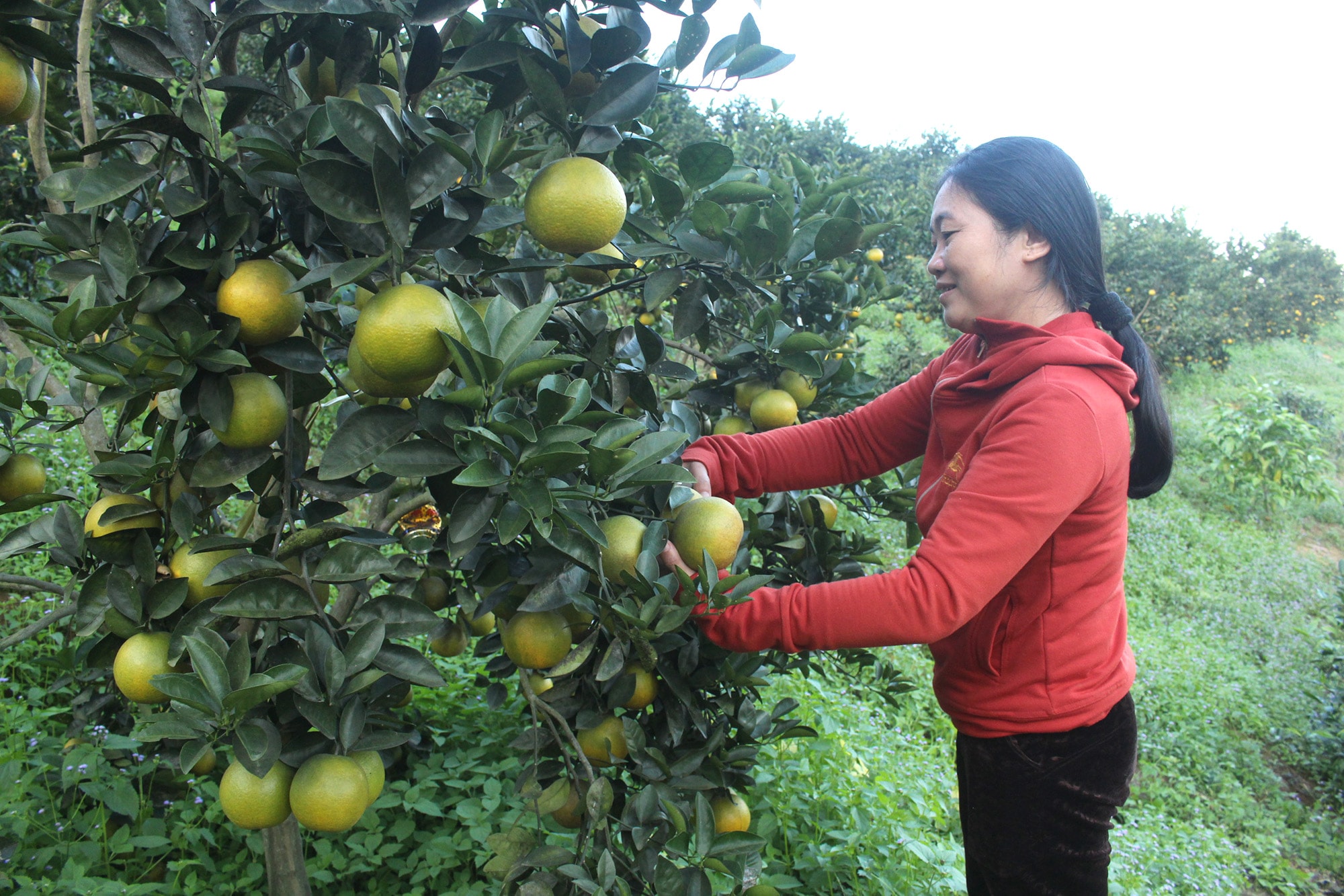 Phát triển các loại sản phẩm có tín hiệu thị trường tốt như cây ăn quả. Ảnh: Phú Hương